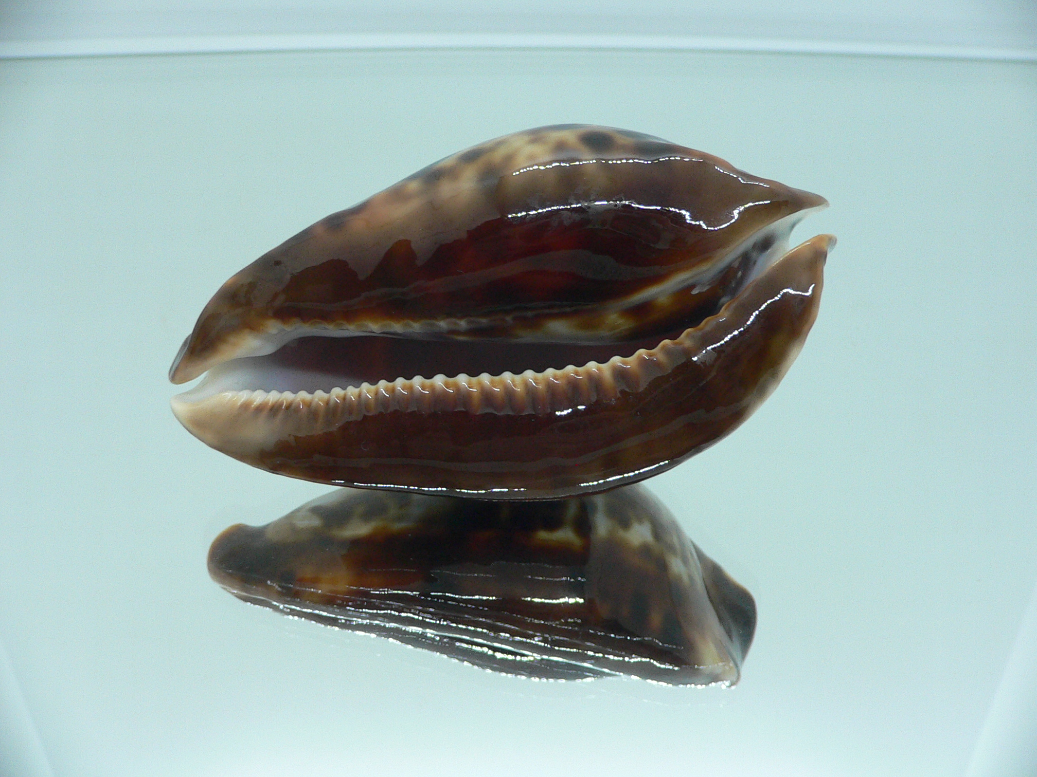 Zoila friendii friendii ARISTOCRAT