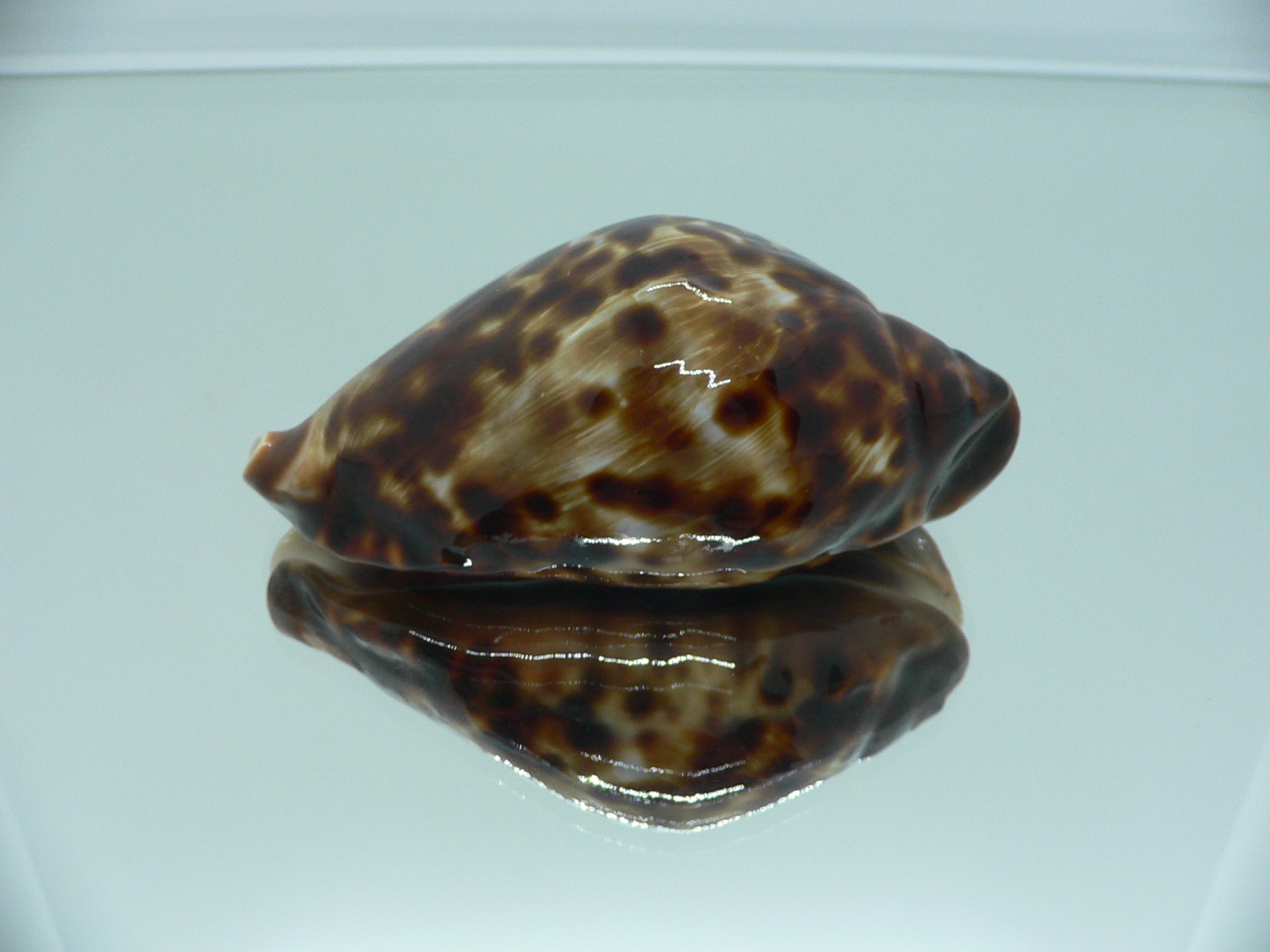 Zoila friendii friendii ARISTOCRAT