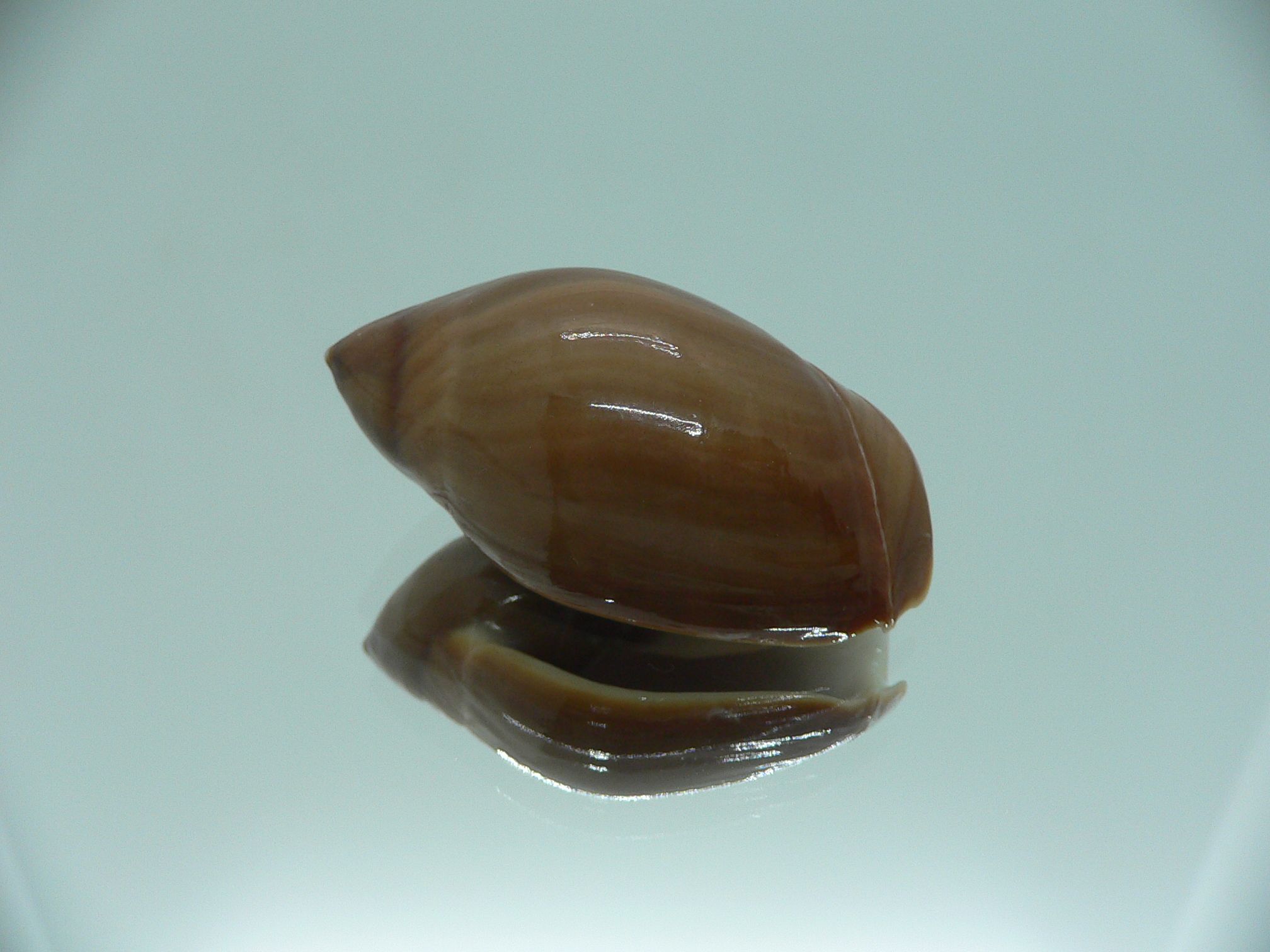 Ancilla castanea VERY BIG