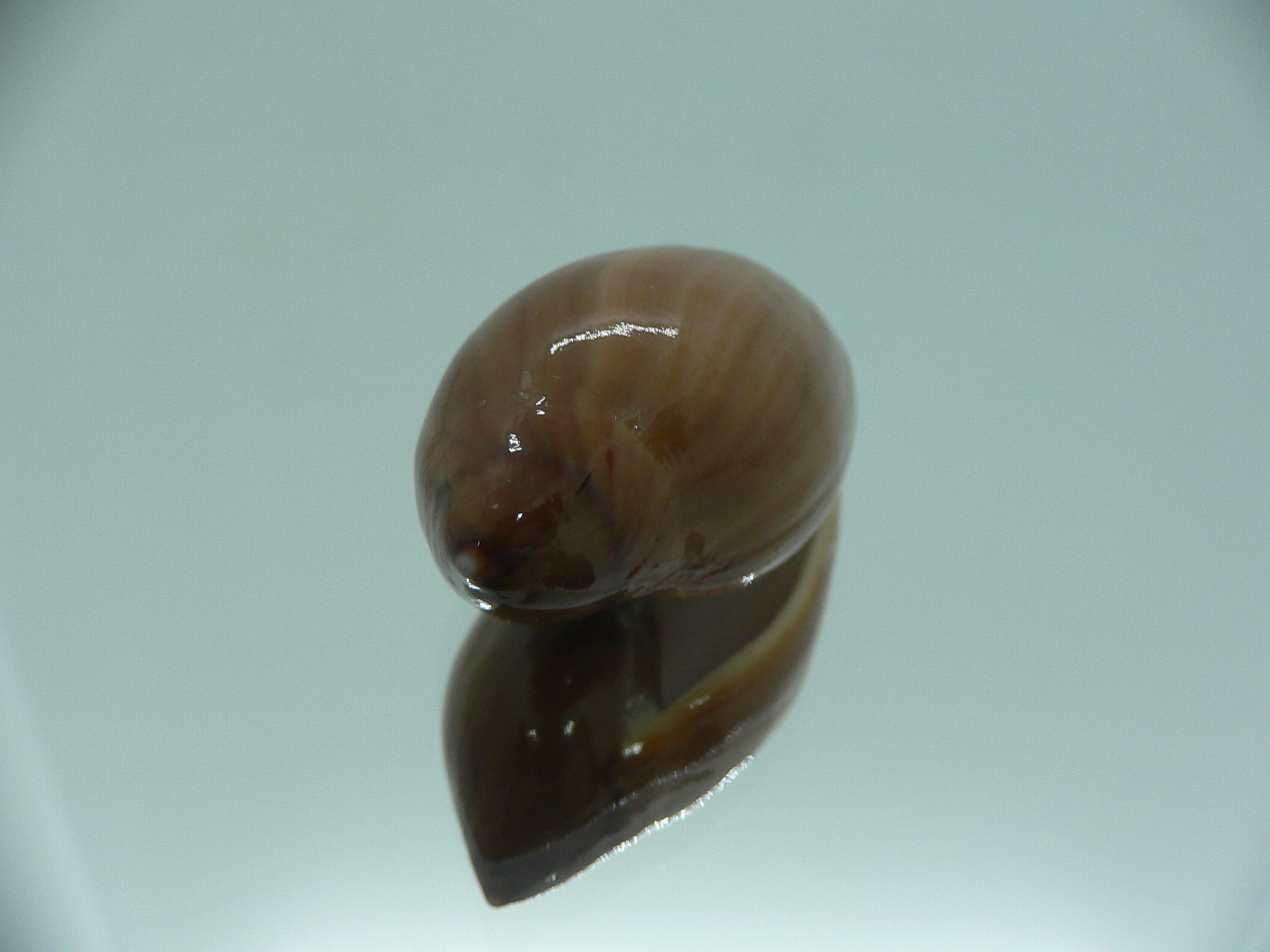 Ancilla castanea VERY BIG