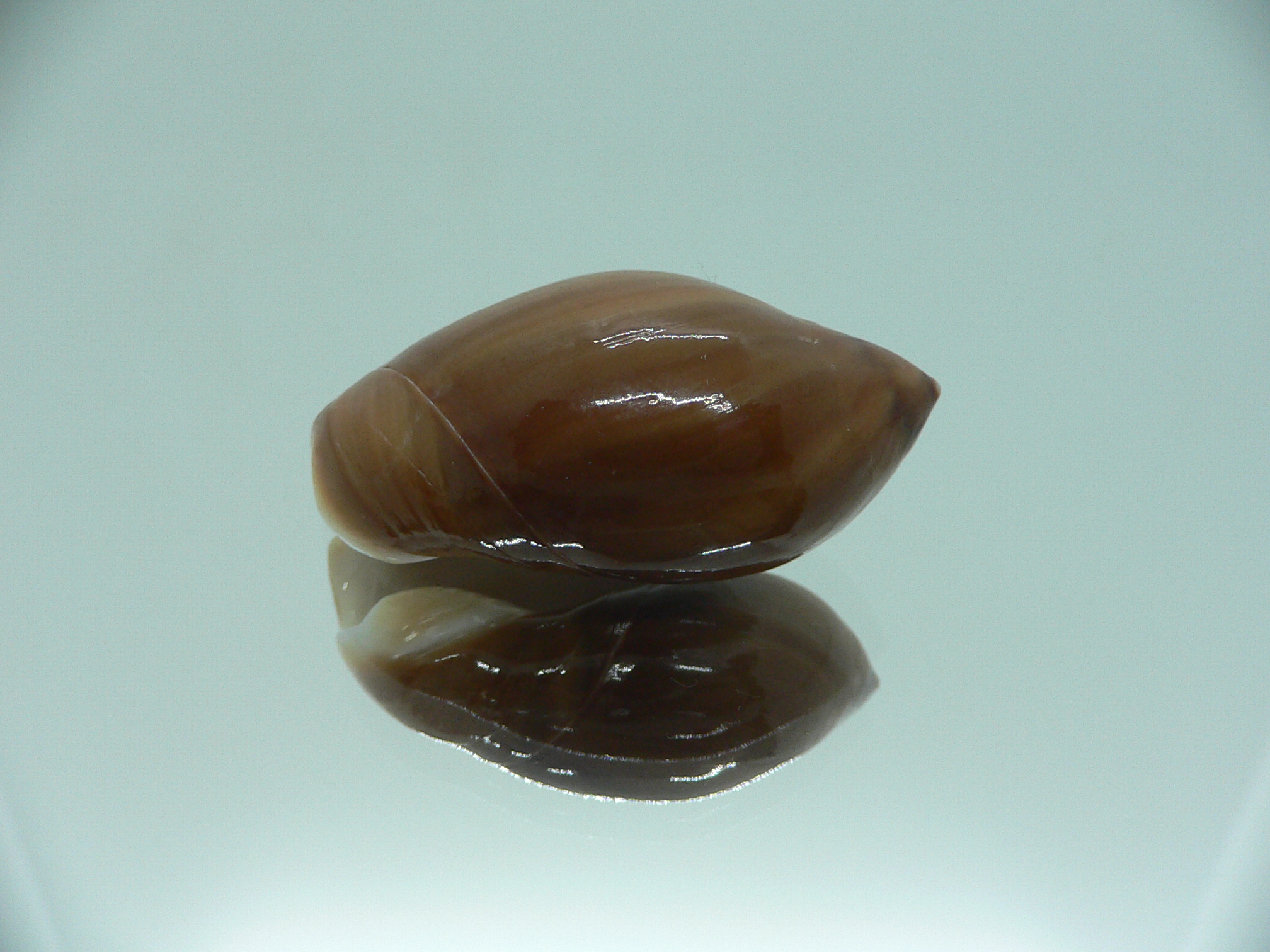 Ancilla castanea VERY BIG