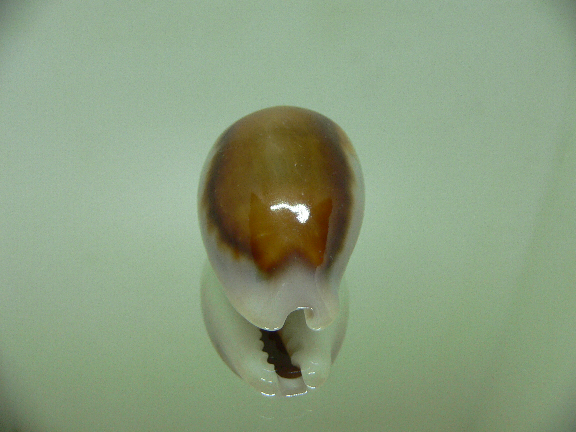 Cypraea spadicea BEAUTIFUL