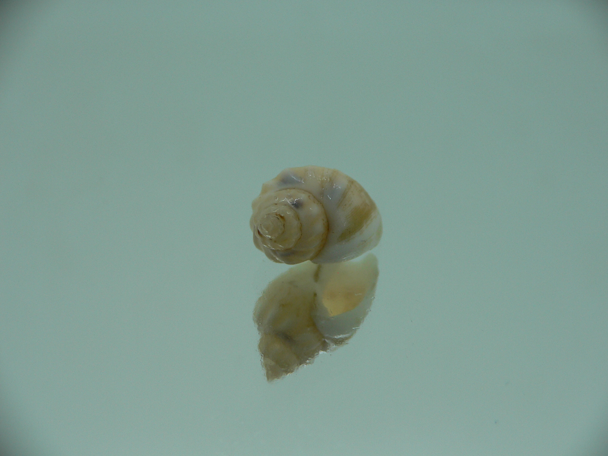 Nassodonta dorri (Oligohalinophila dorri) BIG & MOTLEY