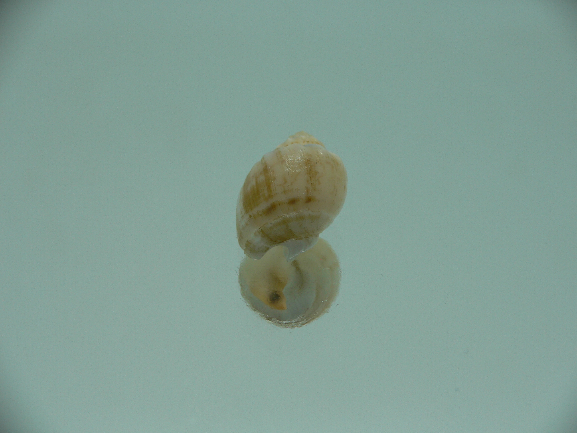 Nassodonta dorri (Oligohalinophila dorri) BIG & MOTLEY