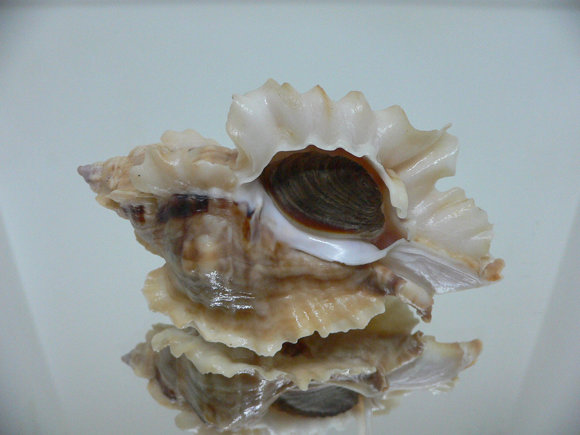 Ceratostoma burnetti coreanica (var.) LIGHT-HAIRED