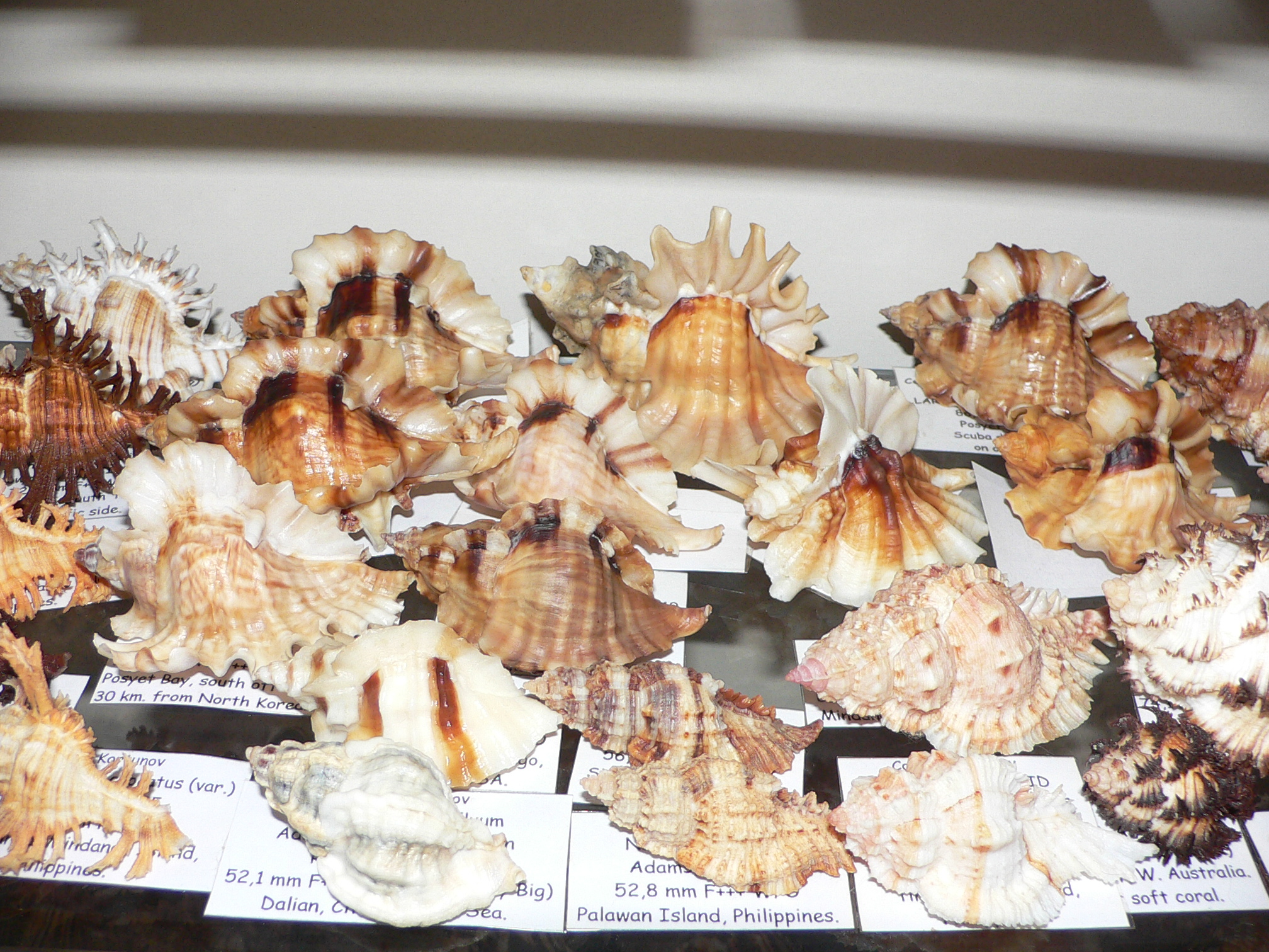 Ceratostoma burnetti coreanica (var.) LIGHT-HAIRED