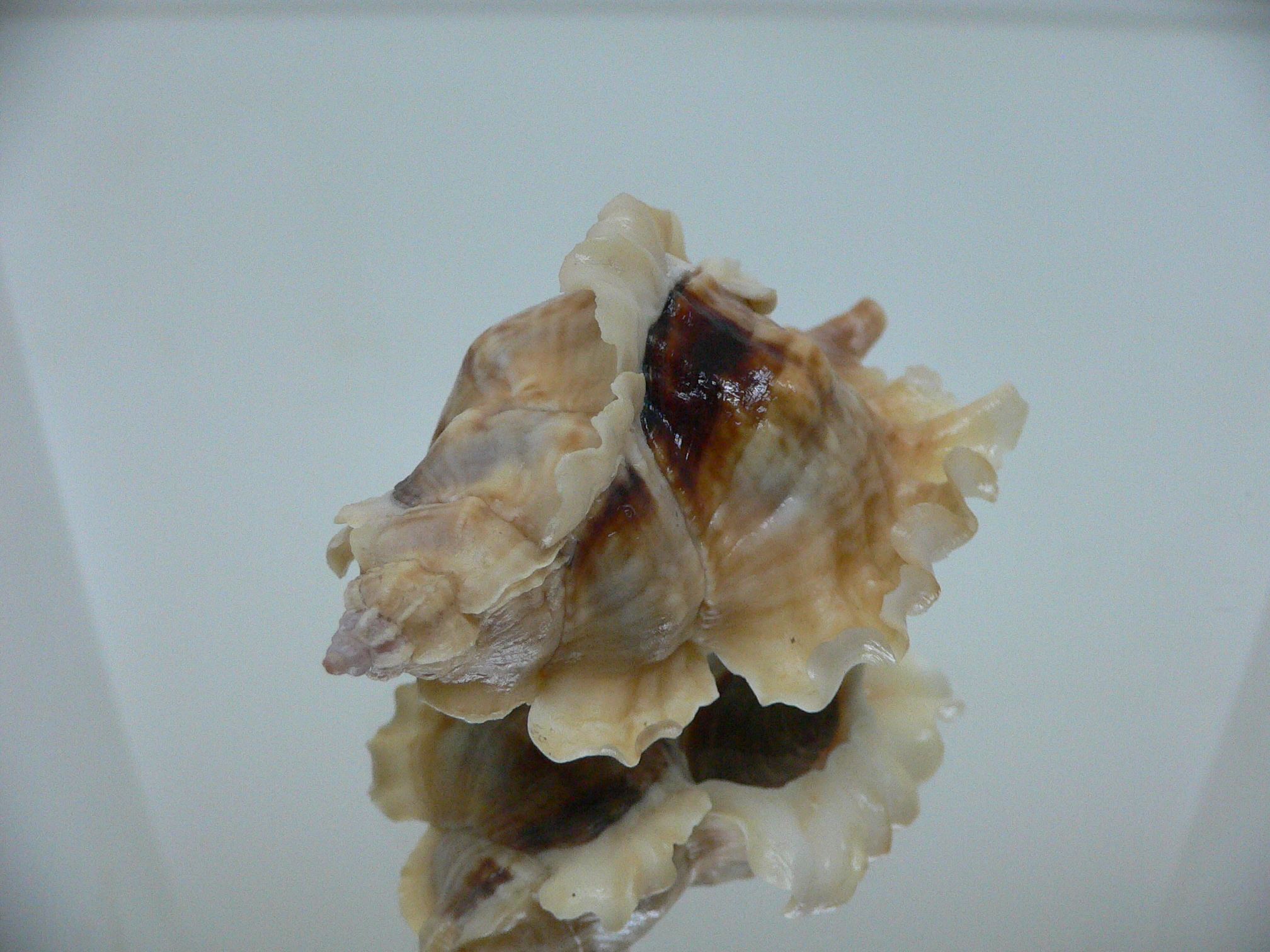 Ceratostoma burnetti coreanica (var.) LIGHT-HAIRED