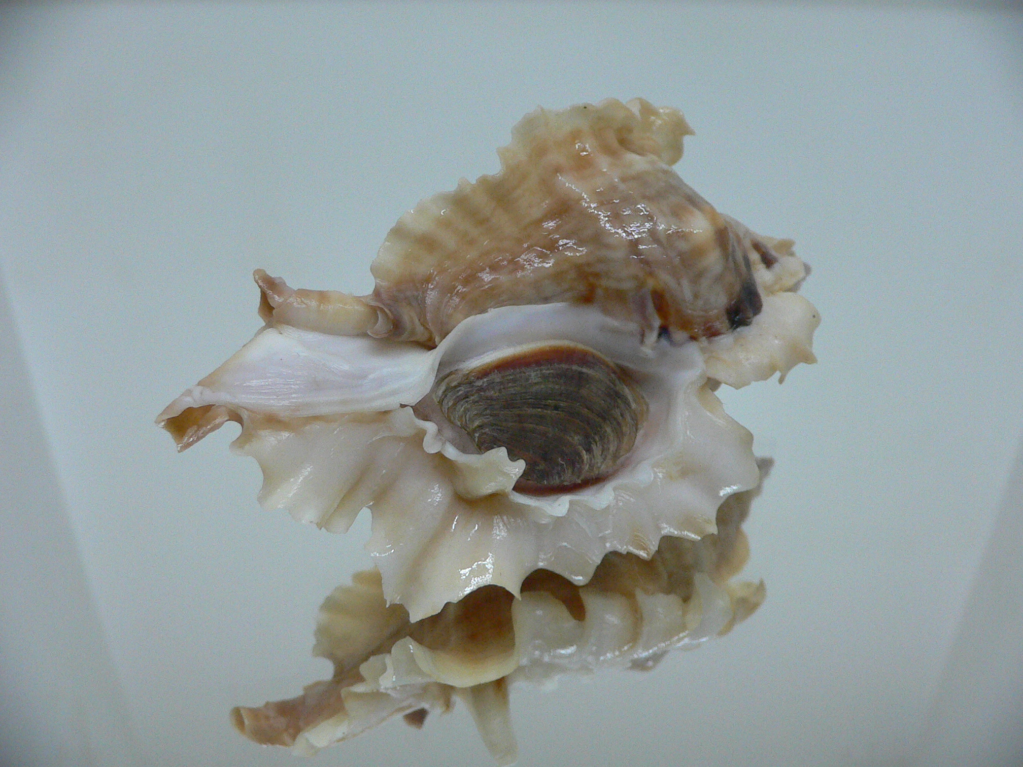 Ceratostoma burnetti coreanica (var.) LIGHT-HAIRED