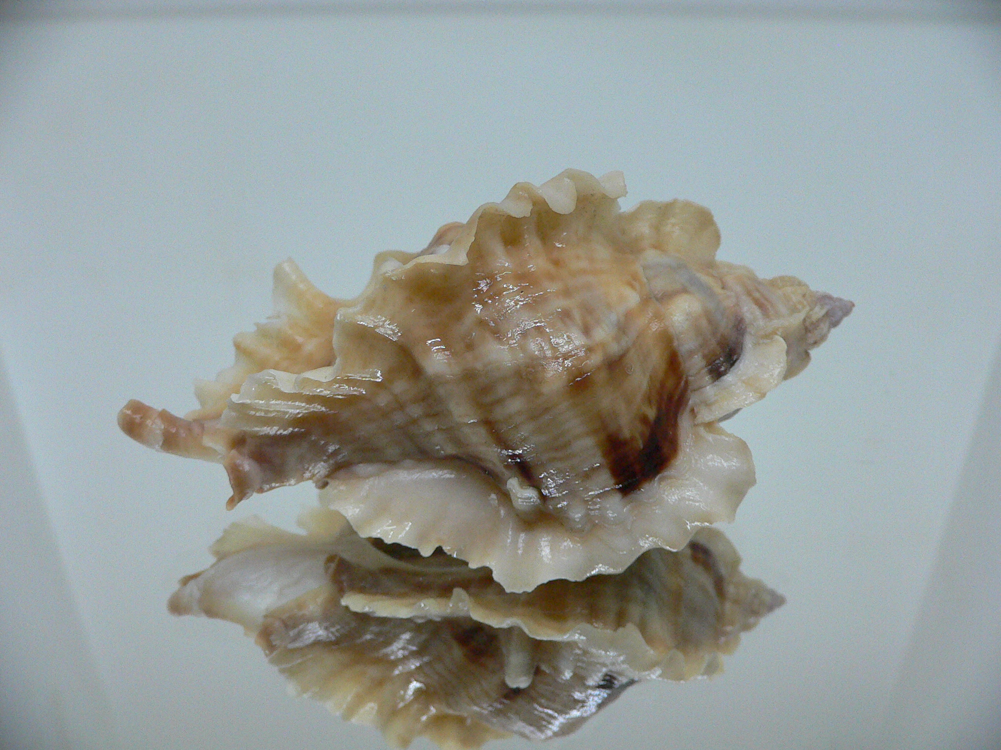 Ceratostoma burnetti coreanica (var.) LIGHT-HAIRED