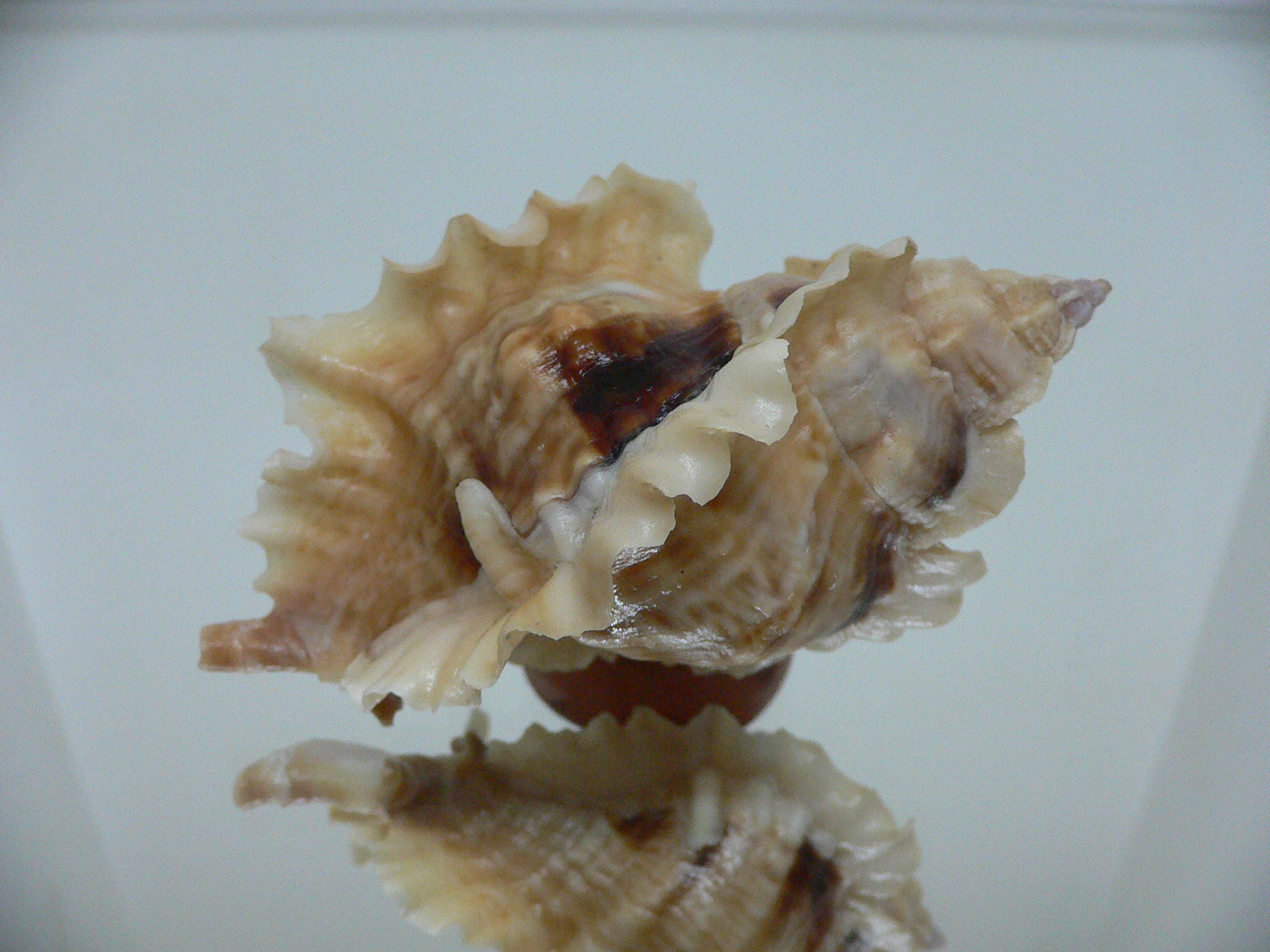 Ceratostoma burnetti coreanica (var.) LIGHT-HAIRED