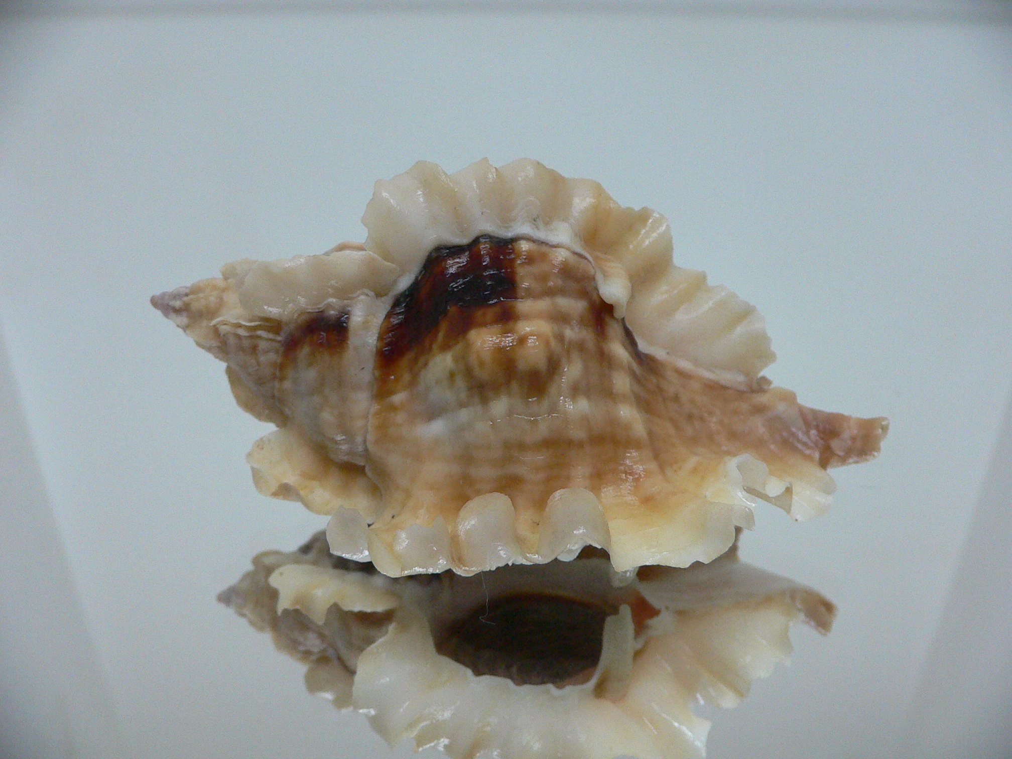 Ceratostoma burnetti coreanica (var.) LIGHT-HAIRED