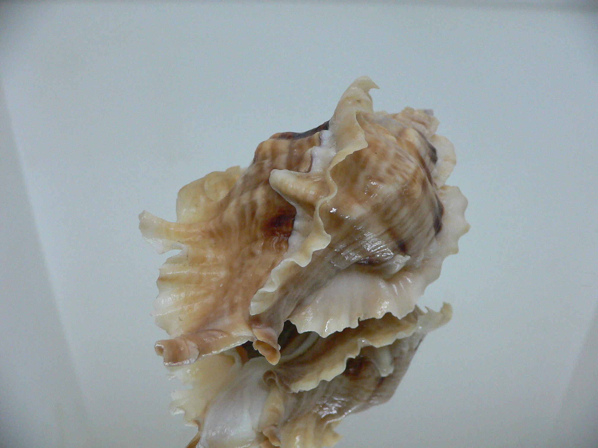 Ceratostoma burnetti coreanica (var.) LIGHT-HAIRED