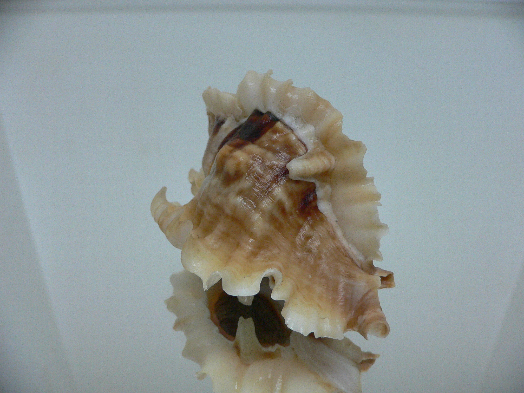 Ceratostoma burnetti coreanica (var.) LIGHT-HAIRED