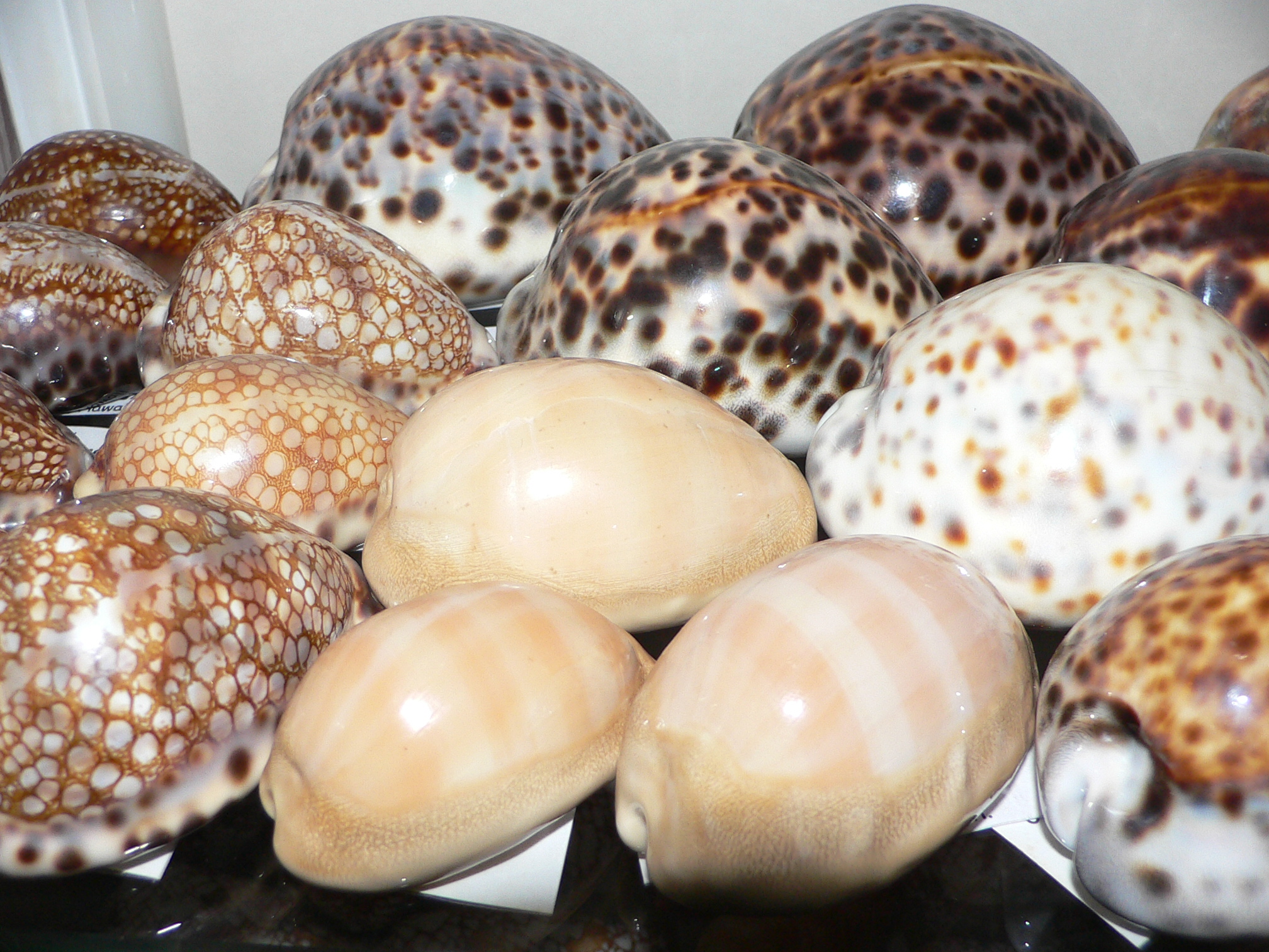 Cypraea carneola SP. & IDEAL