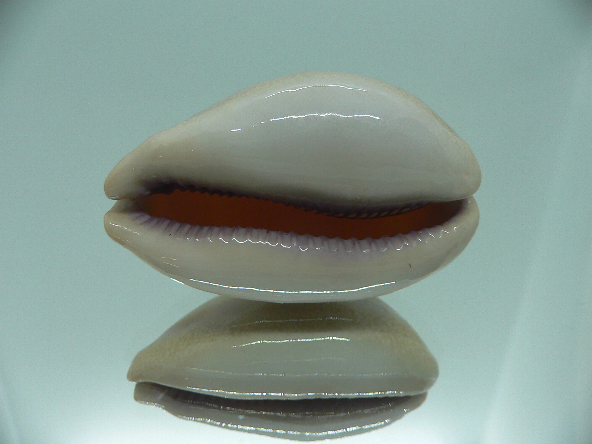 Cypraea carneola SP. & IDEAL