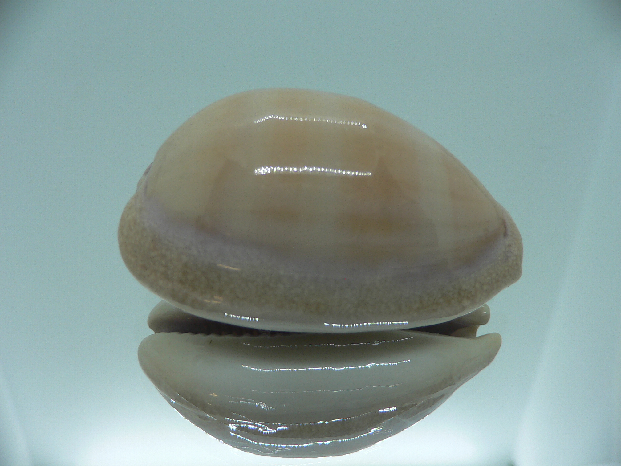 Cypraea carneola SP. & IDEAL