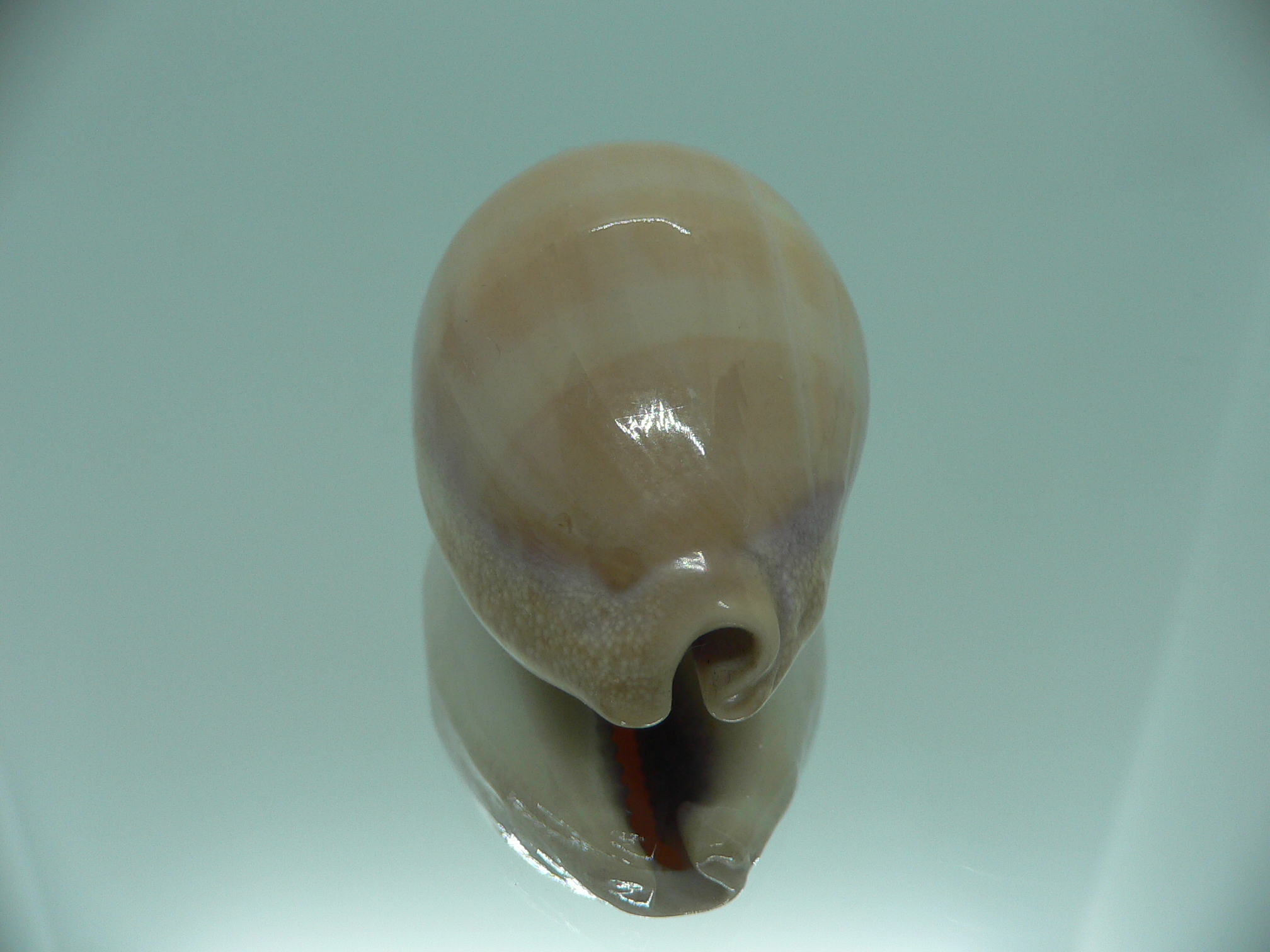 Cypraea carneola SP. & IDEAL