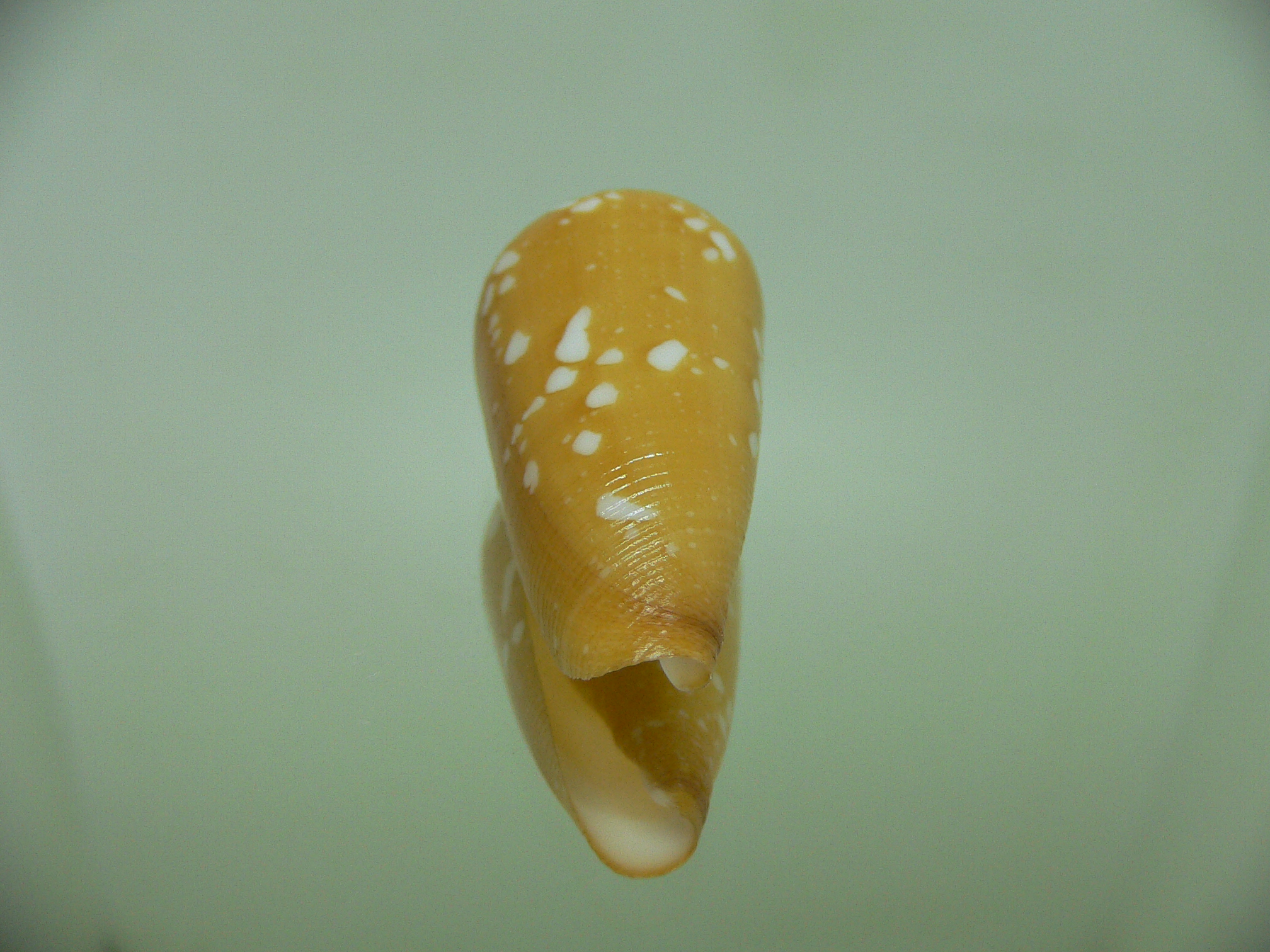 Conus crocatus crocatus