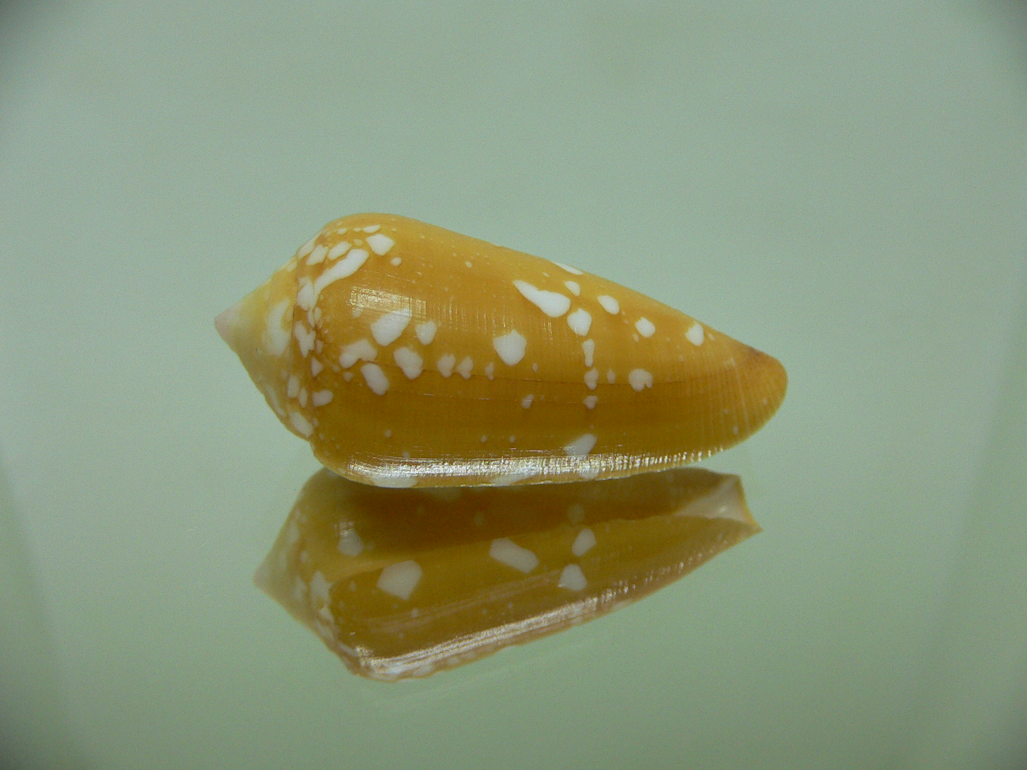 Conus crocatus crocatus