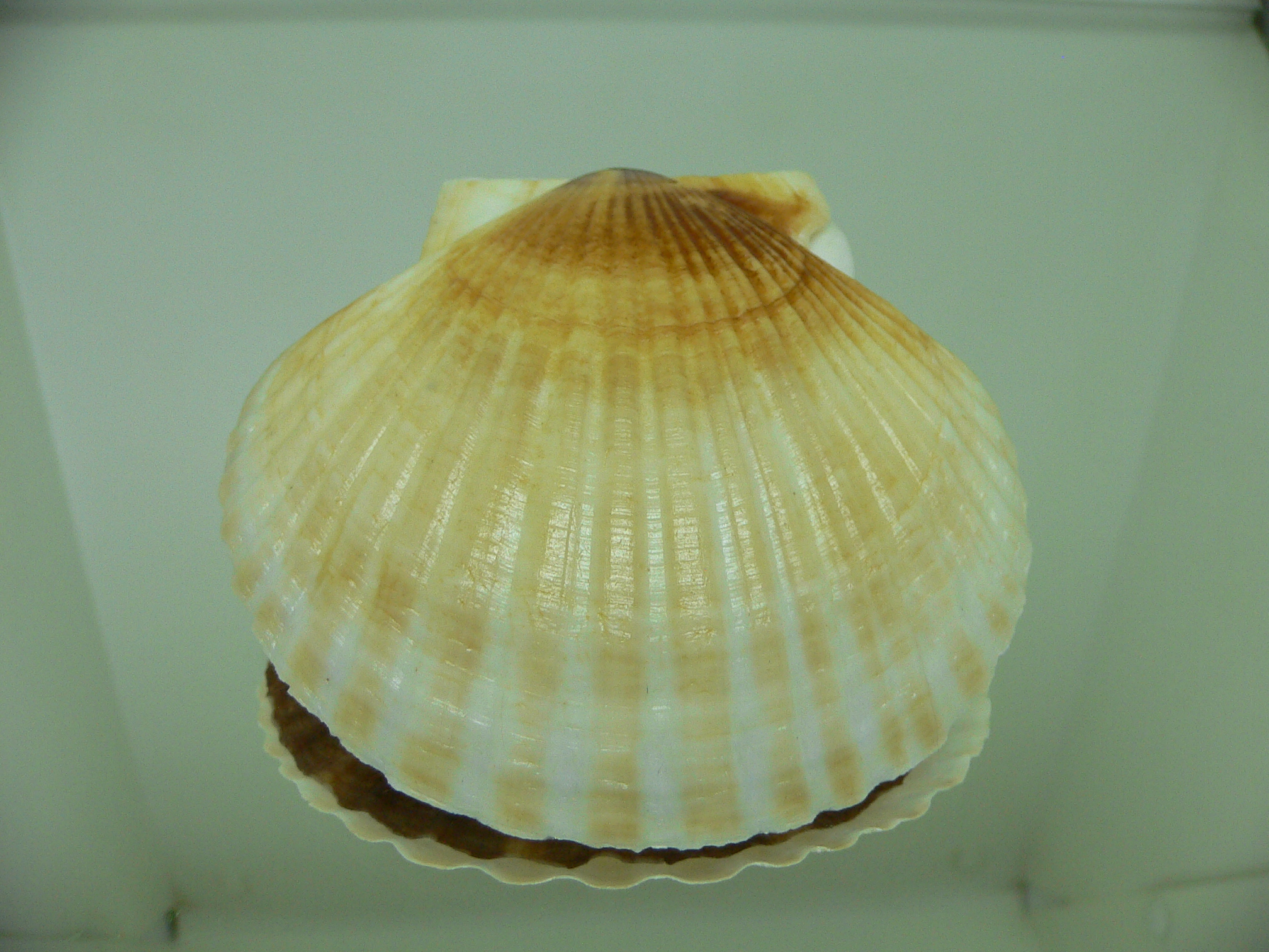 Patinopecten yessoensis 4