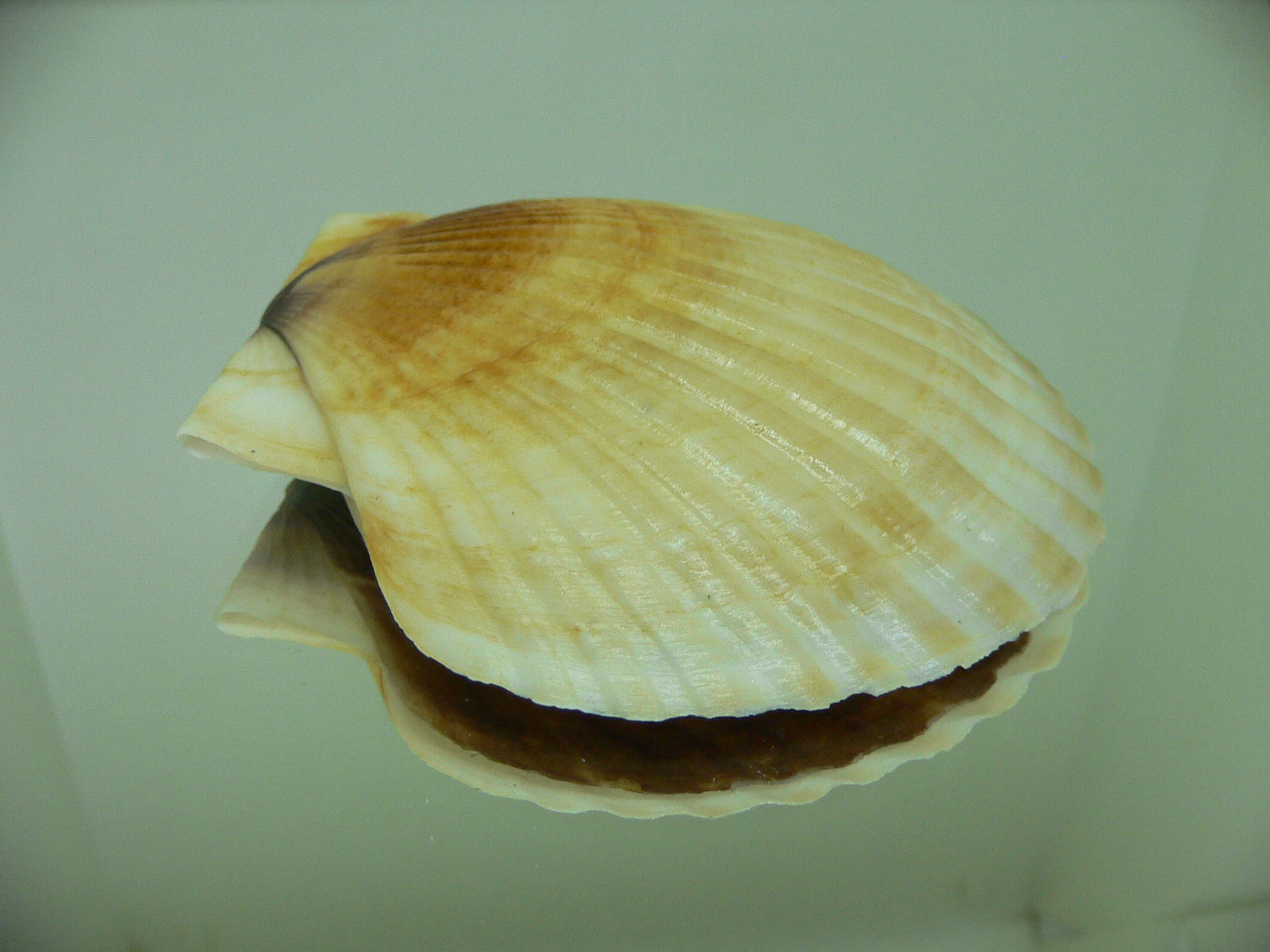 Patinopecten yessoensis 4