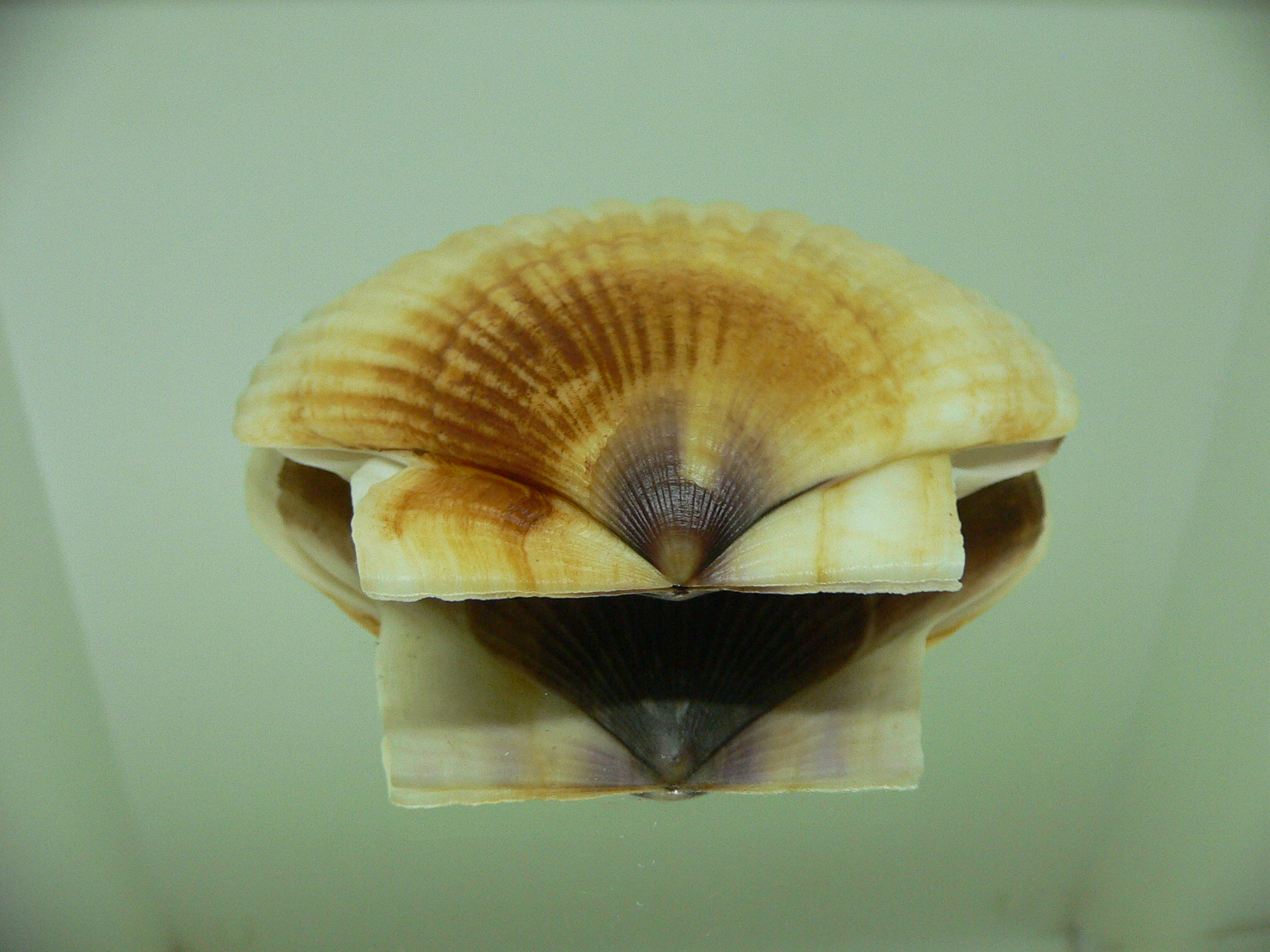 Patinopecten yessoensis 4