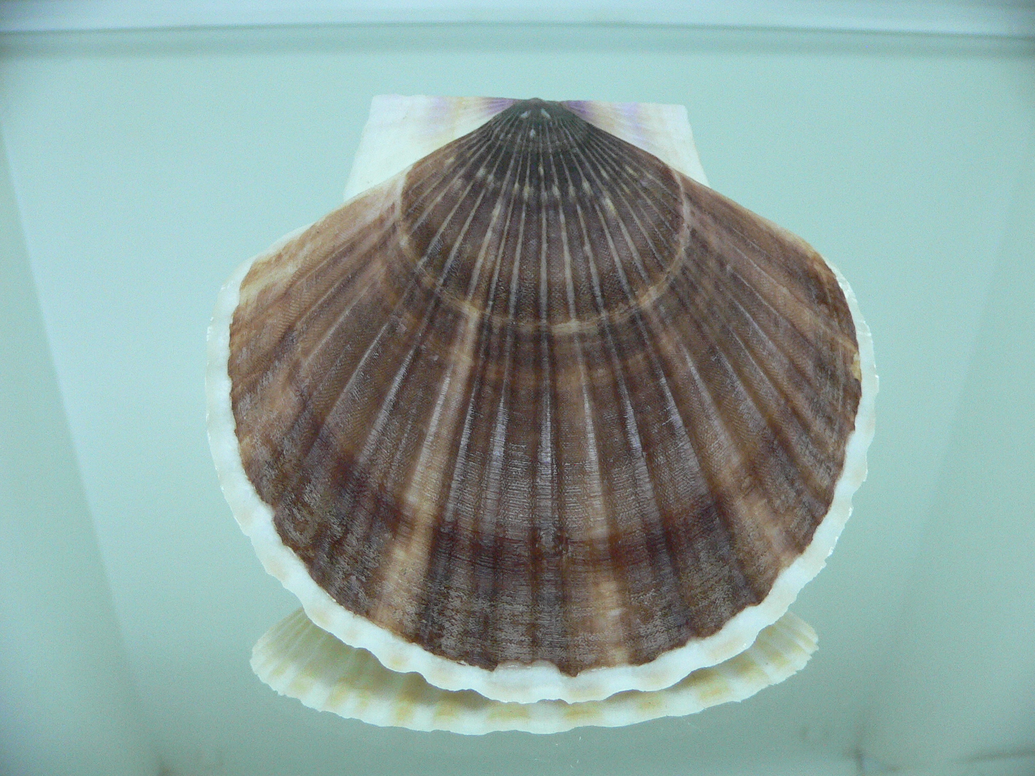 Patinopecten yessoensis 4