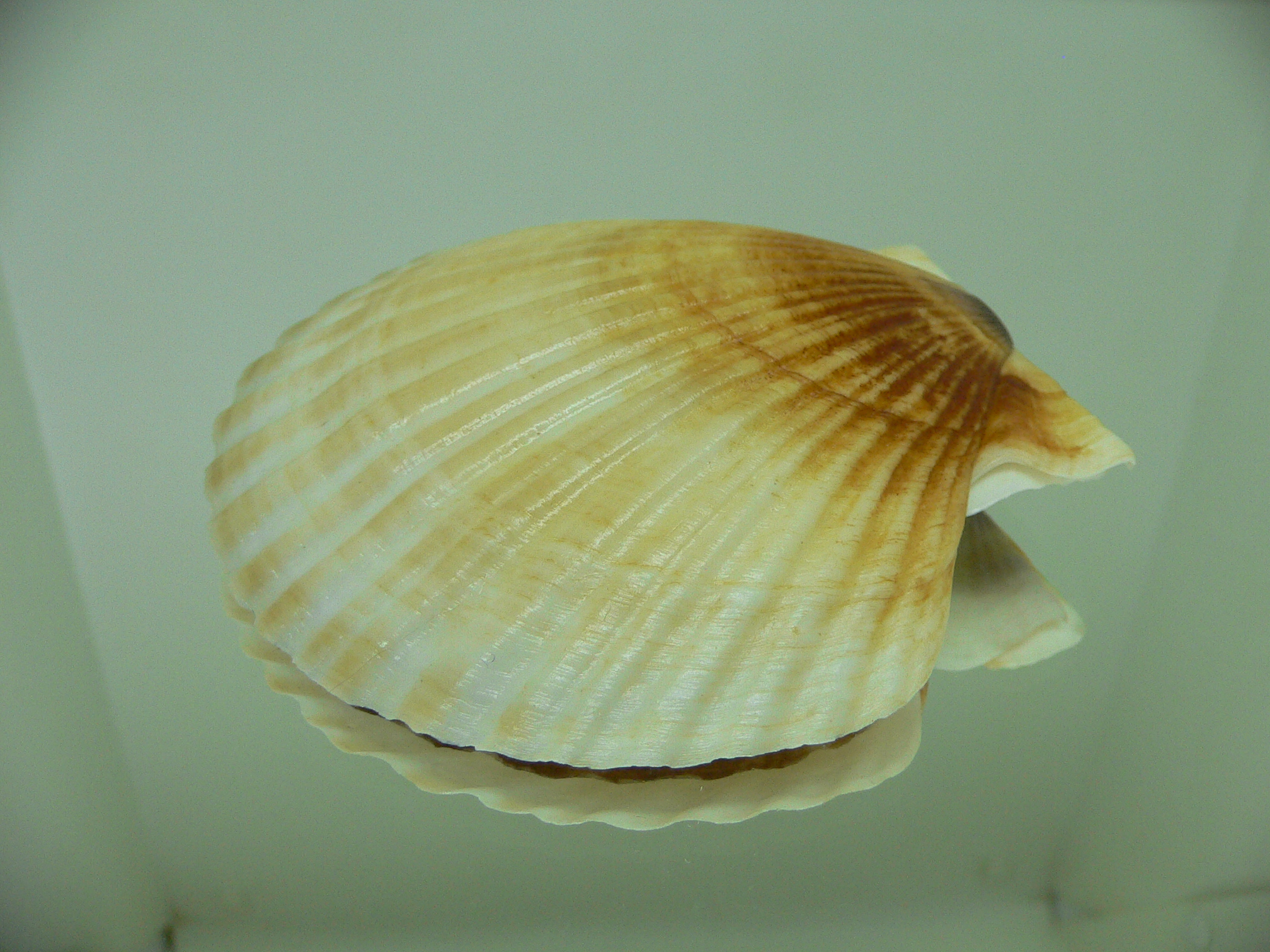 Patinopecten yessoensis 4