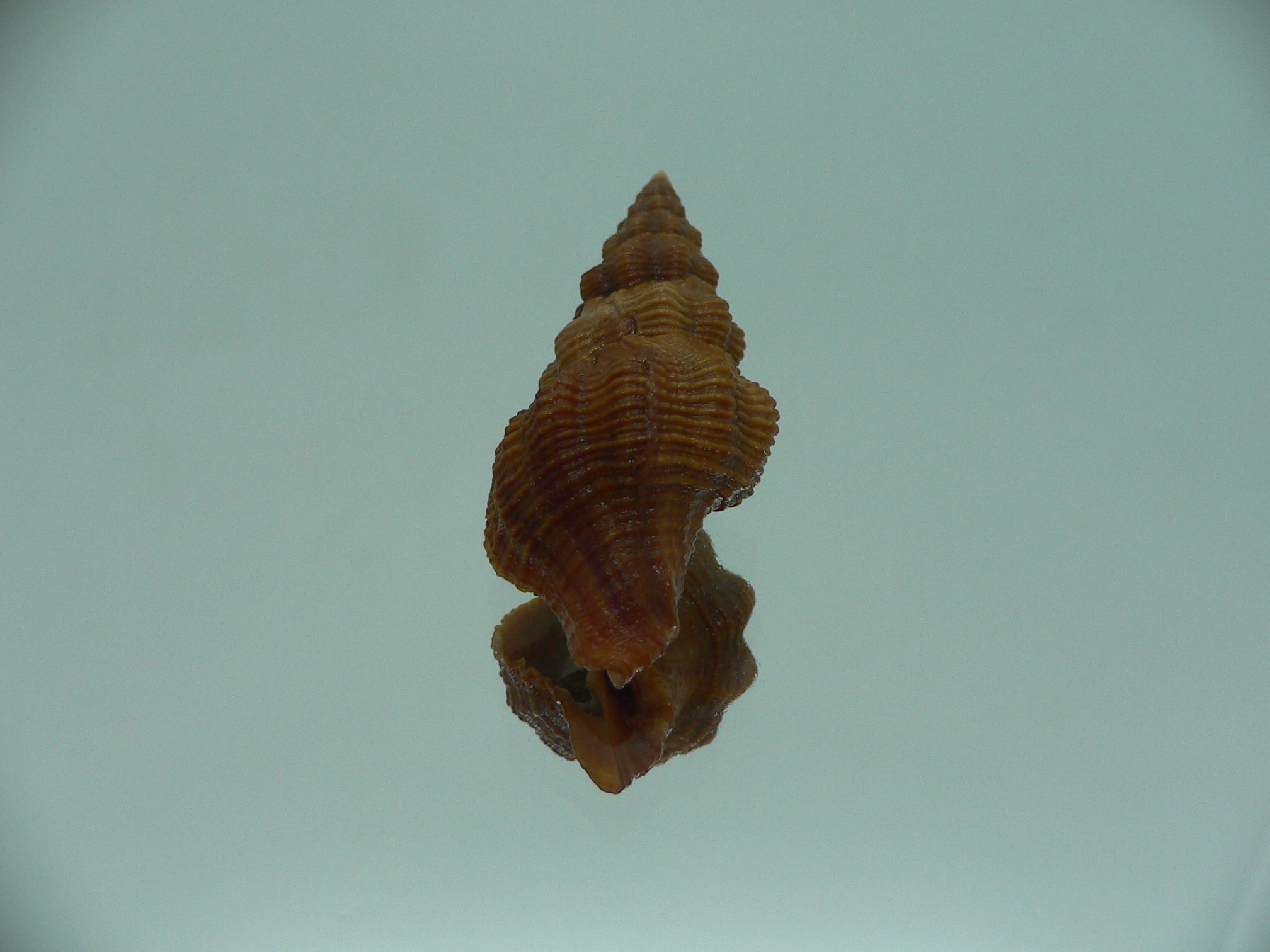 Fusolatirus paetelianus DARK