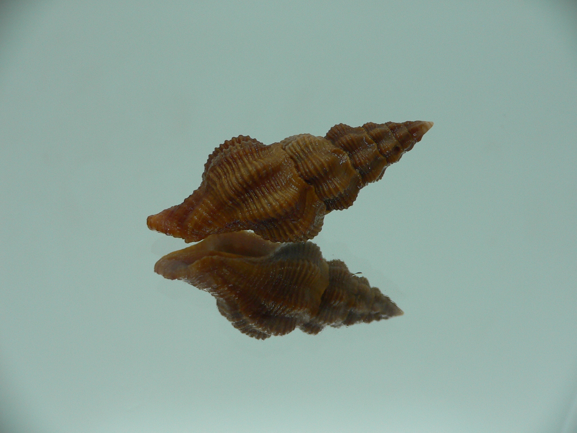 Fusolatirus paetelianus DARK