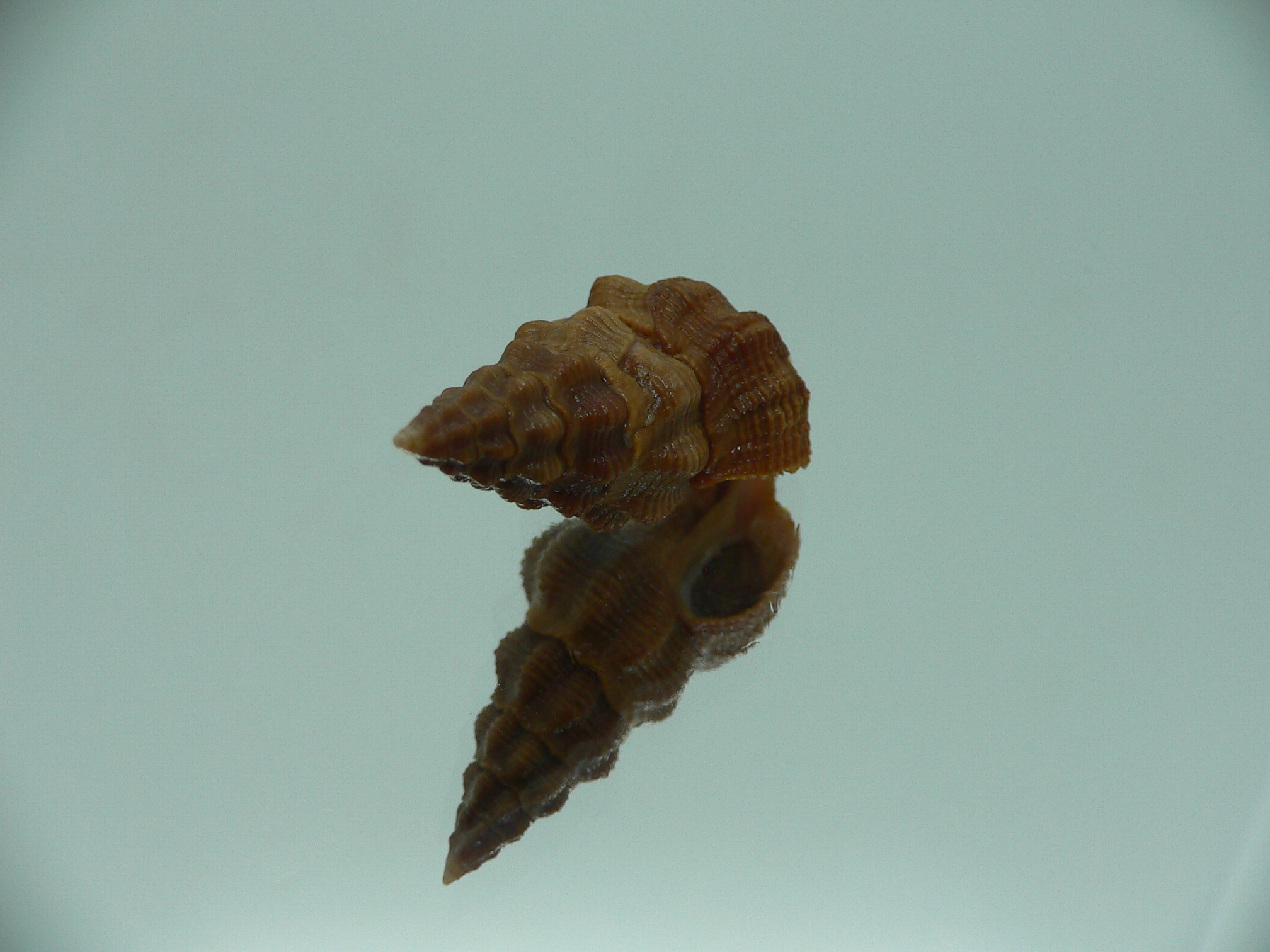 Fusolatirus paetelianus DARK
