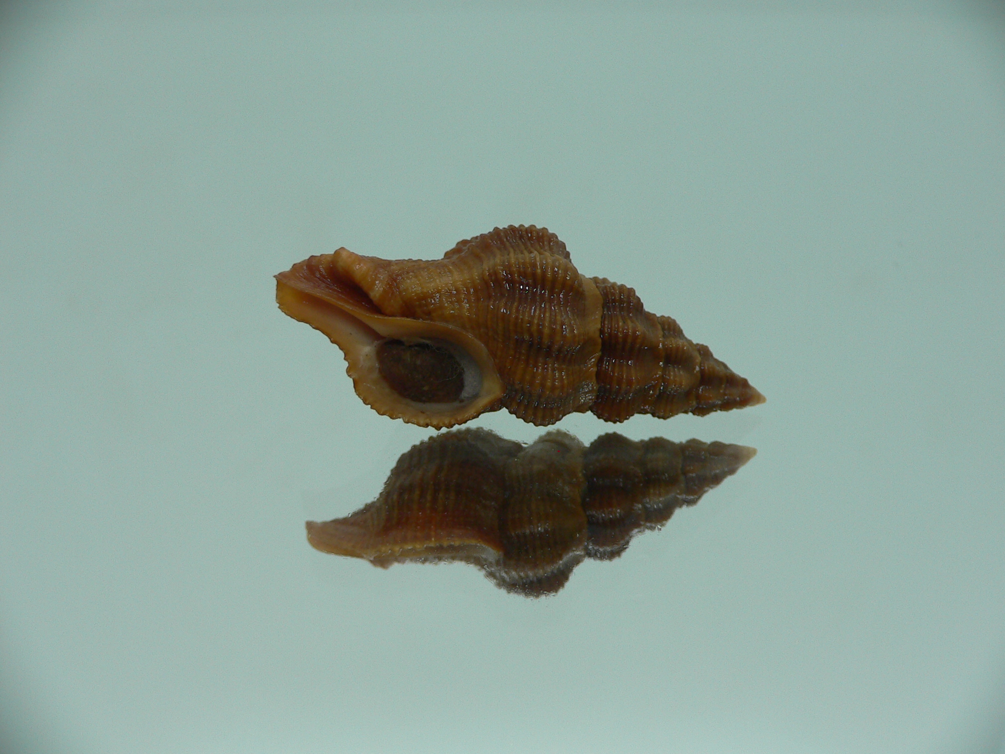 Fusolatirus paetelianus DARK
