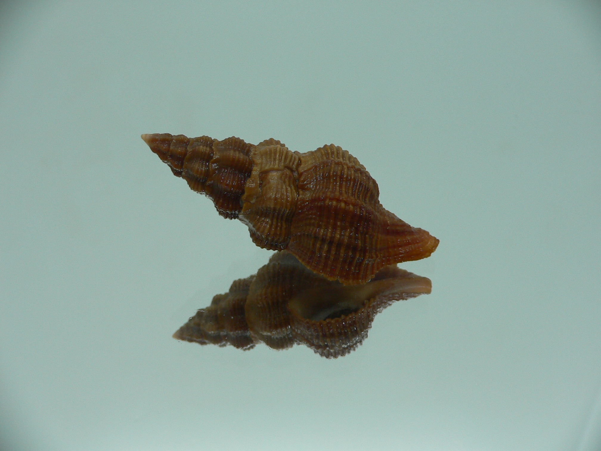 Fusolatirus paetelianus DARK