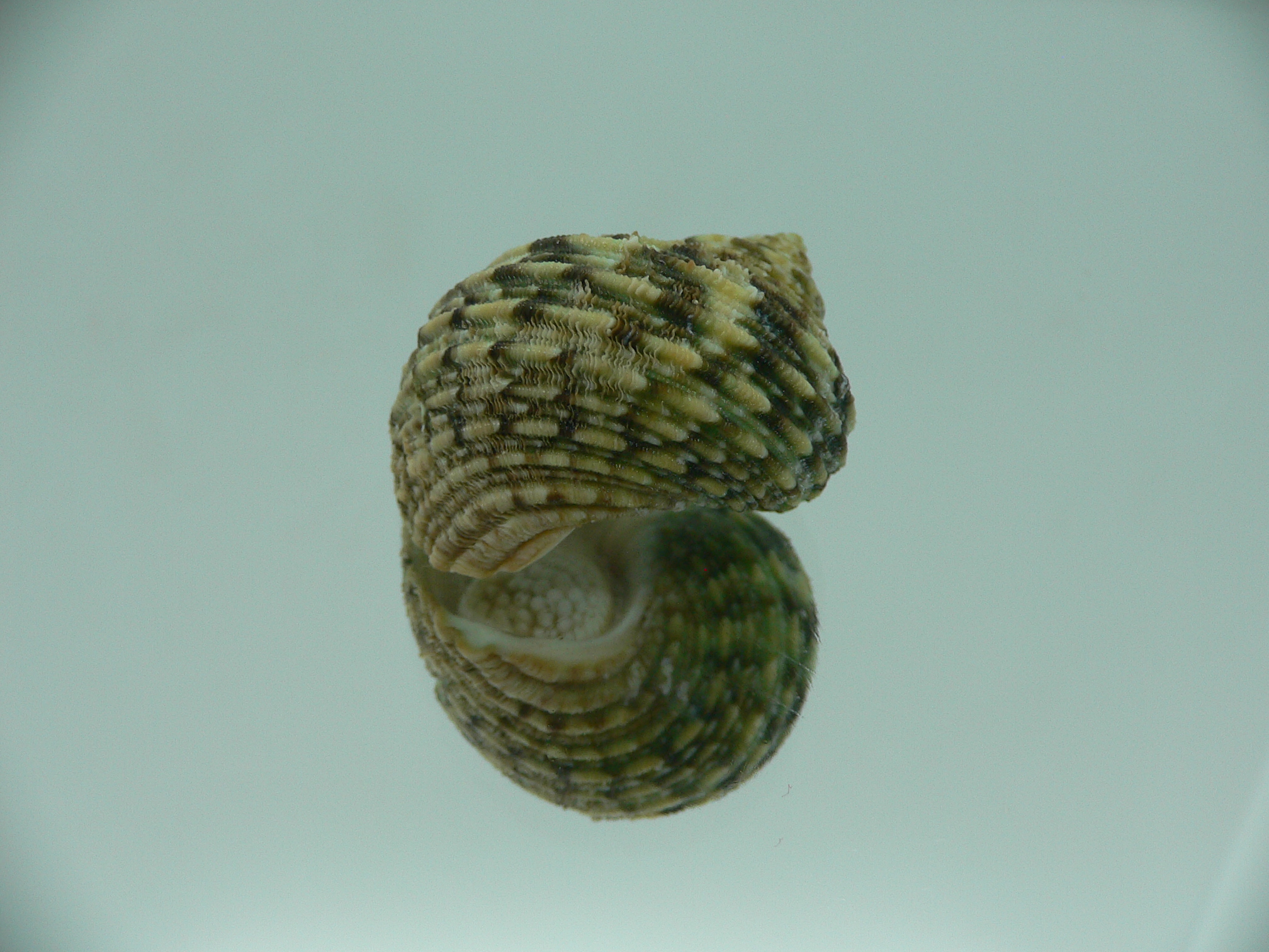 Turbo kenwilliamsi ENDEMIC DWARF 4