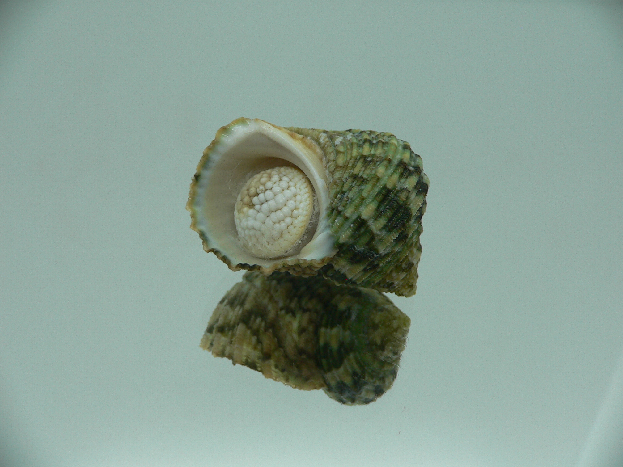 Turbo kenwilliamsi ENDEMIC DWARF 4