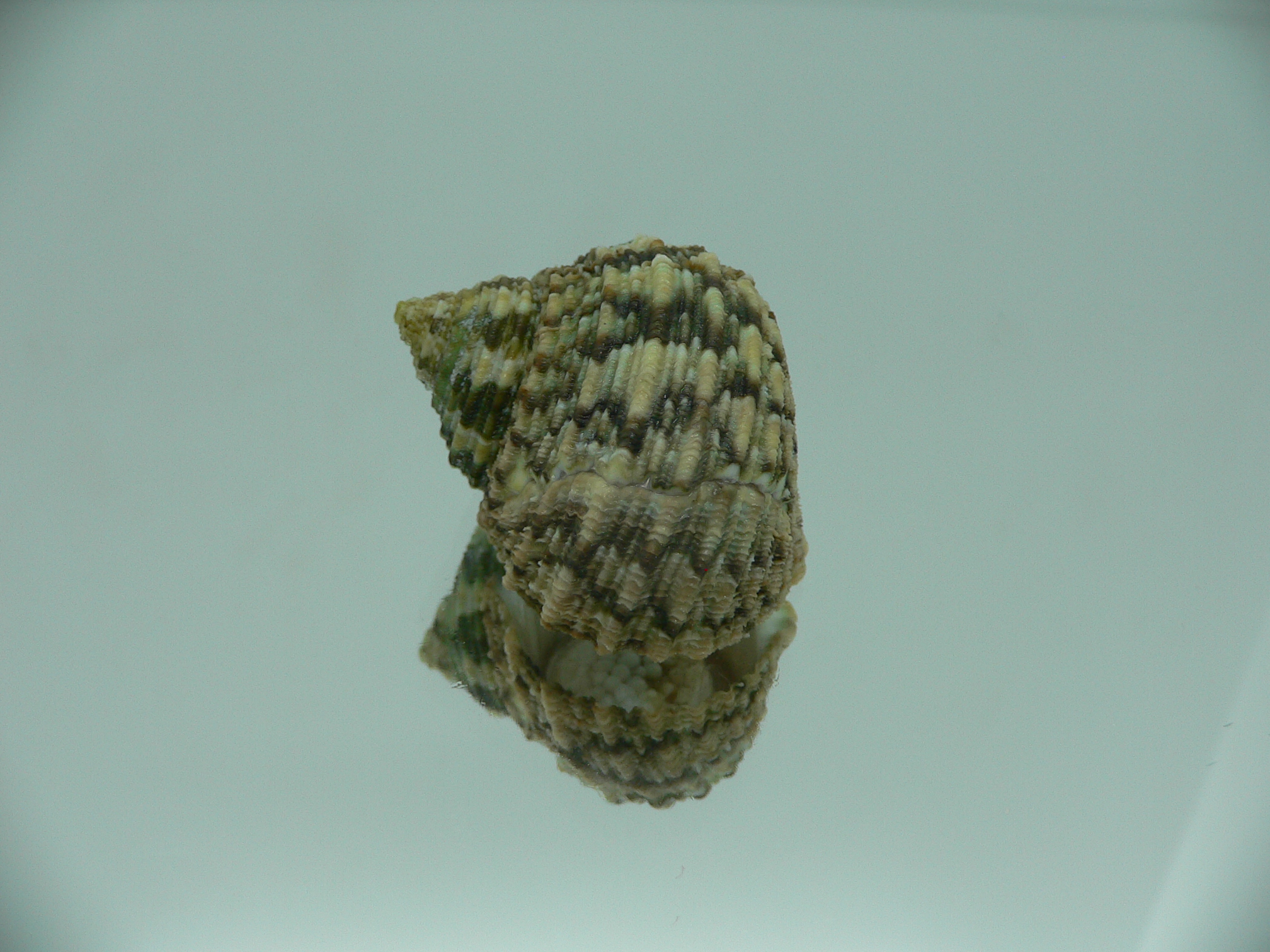 Turbo kenwilliamsi ENDEMIC DWARF 4
