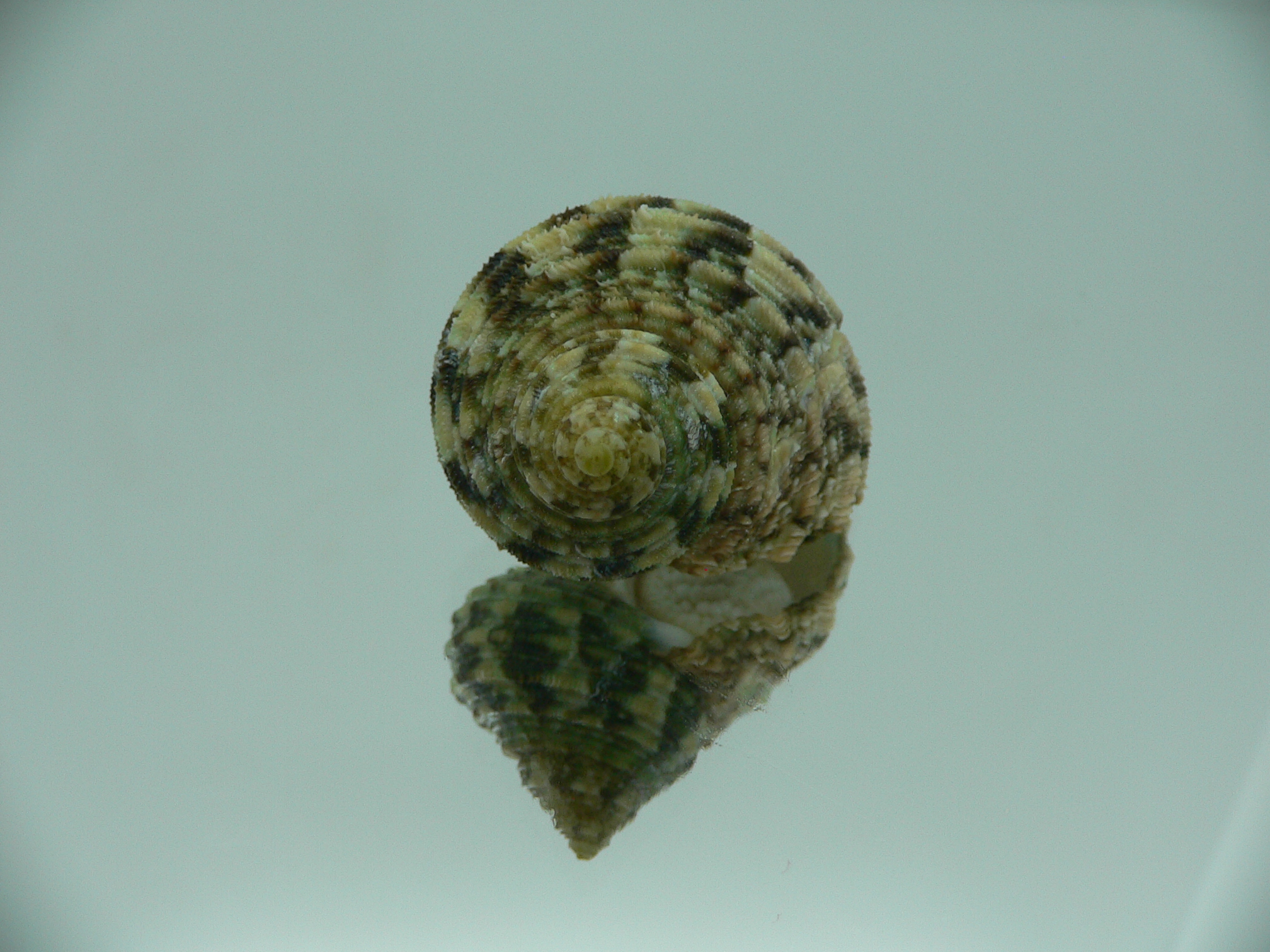 Turbo kenwilliamsi ENDEMIC DWARF 4
