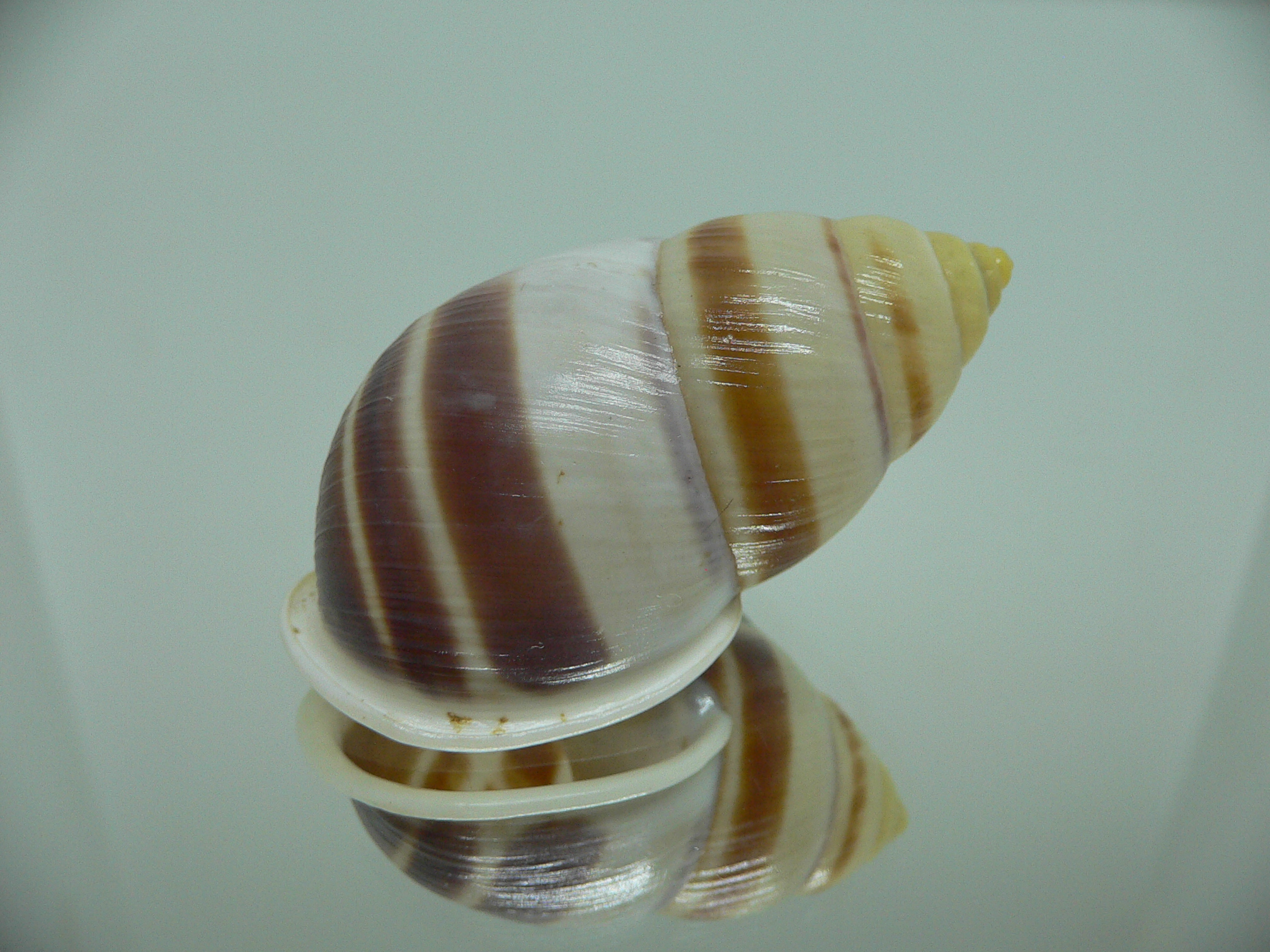 Amphidromus heerianus robustus BIG & SUPER