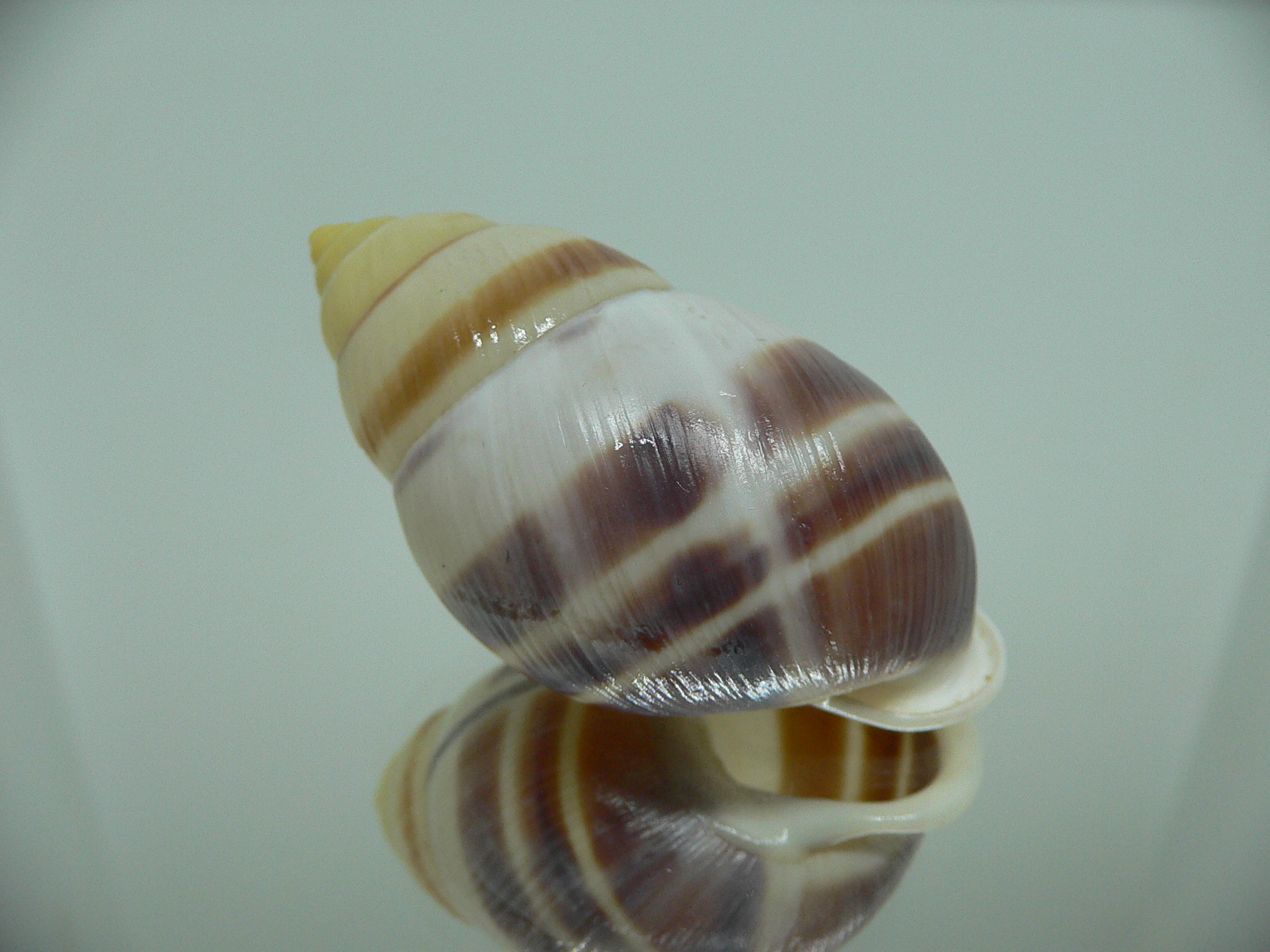 Amphidromus heerianus robustus BIG & SUPER