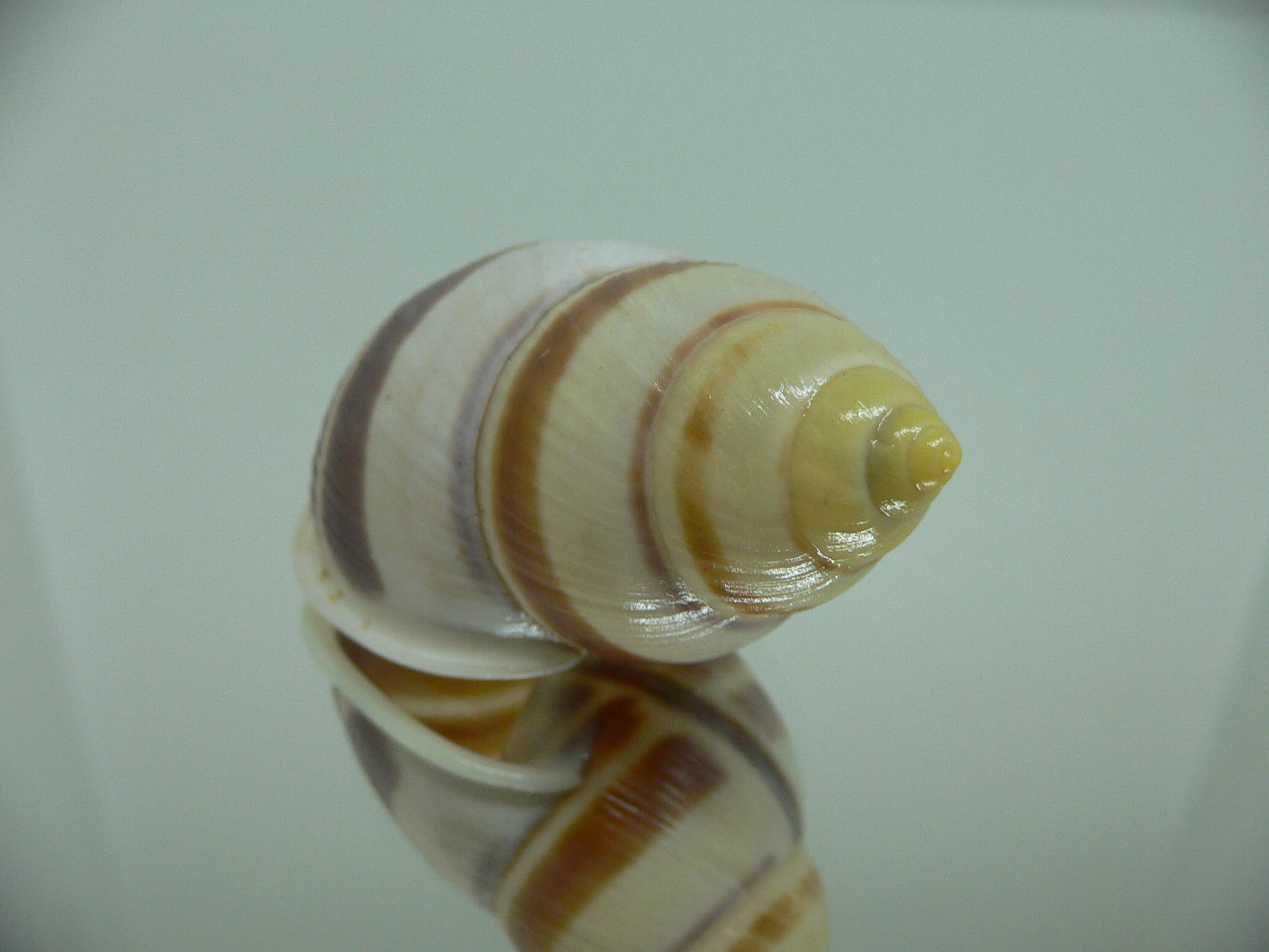 Amphidromus heerianus robustus BIG & SUPER