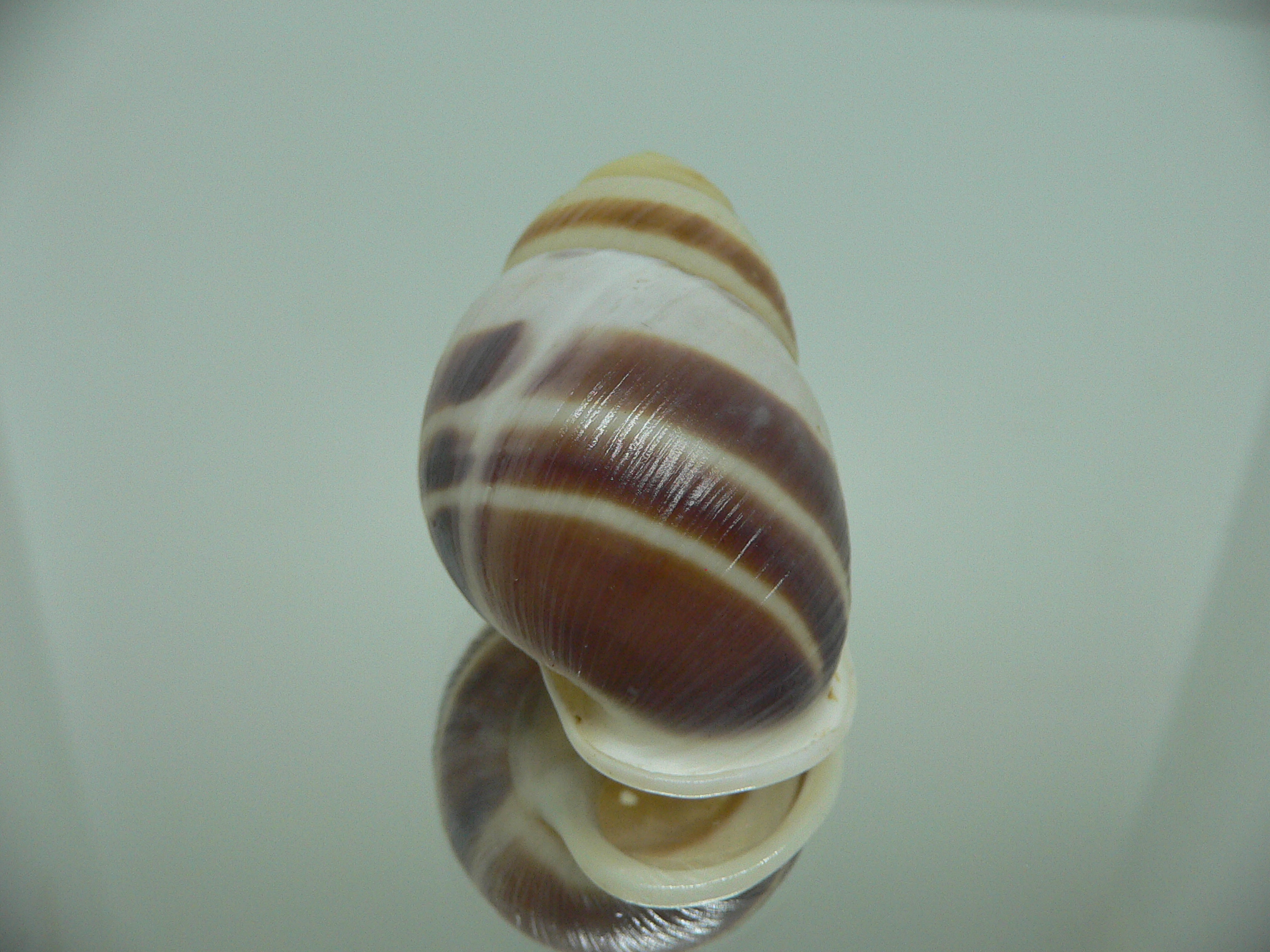 Amphidromus heerianus robustus BIG & SUPER