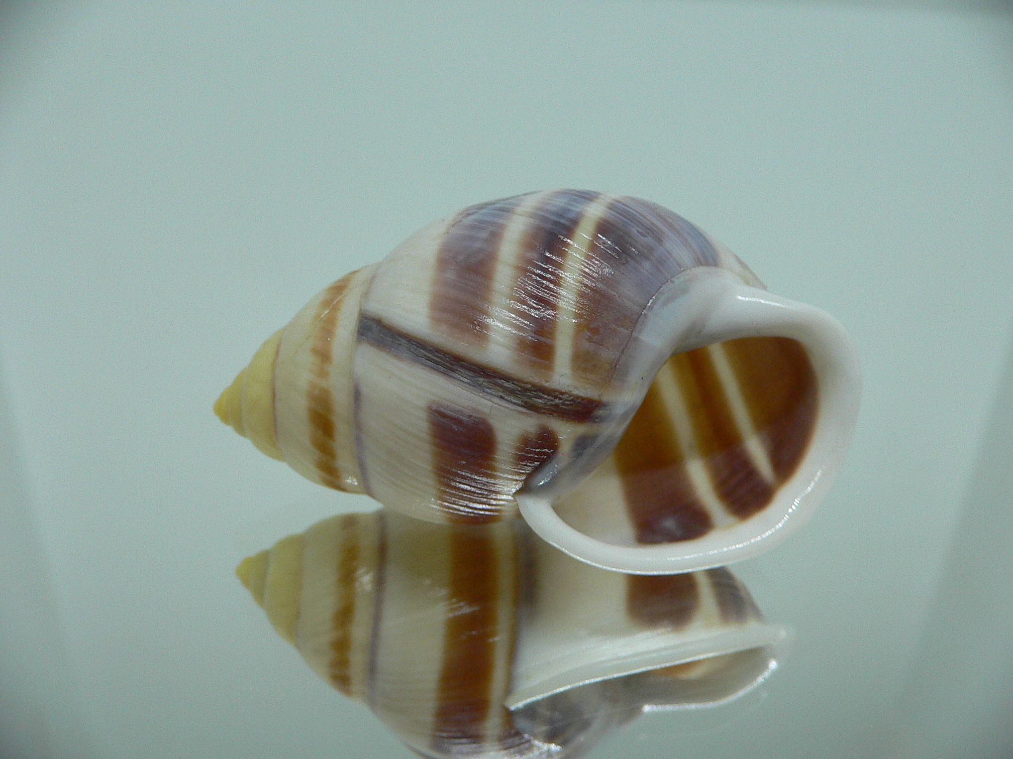 Amphidromus heerianus robustus BIG & SUPER