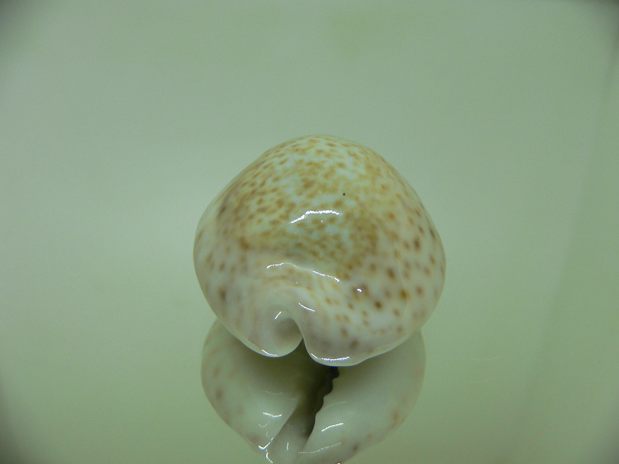 Cypraea turdus winckworthi (var.) AIBINO