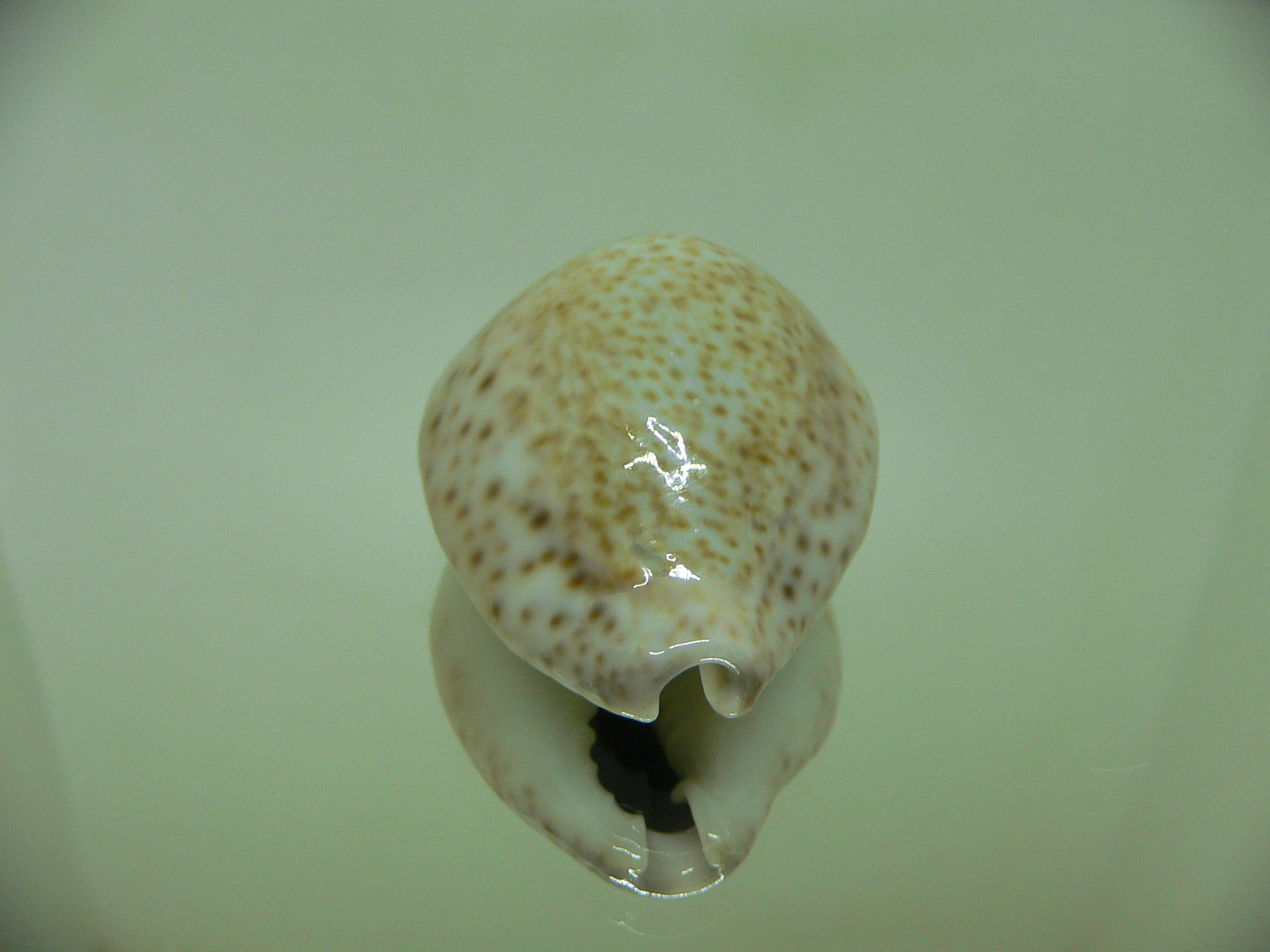 Cypraea turdus winckworthi (var.) AIBINO