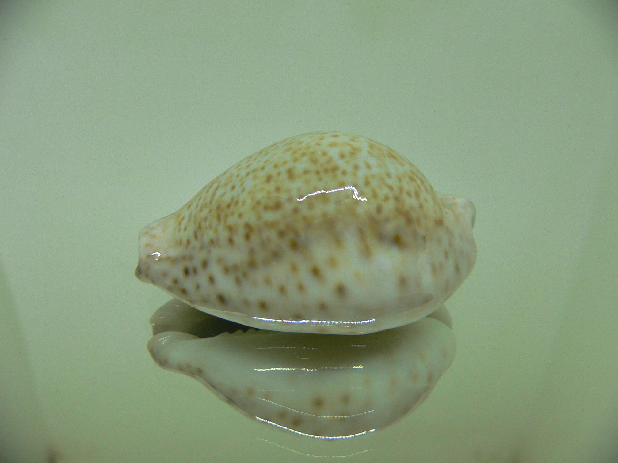 Cypraea turdus winckworthi (var.) AIBINO