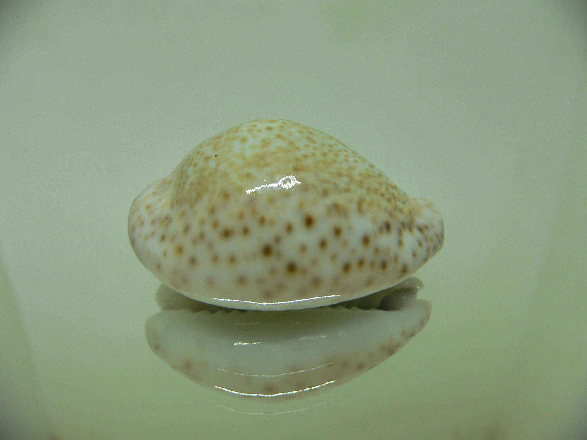 Cypraea turdus winckworthi (var.) AIBINO