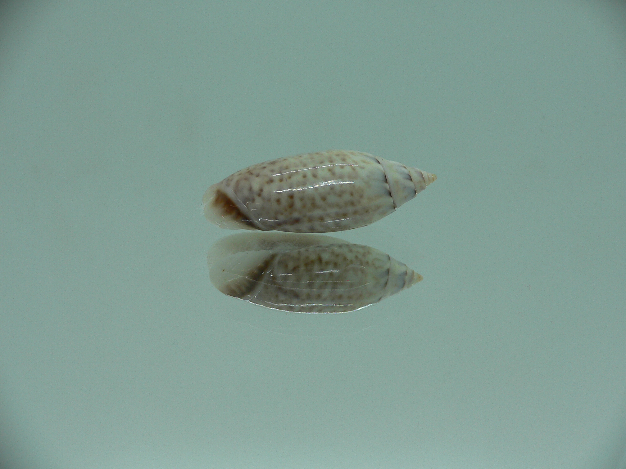 Oliva (Acutoliva) australis 4