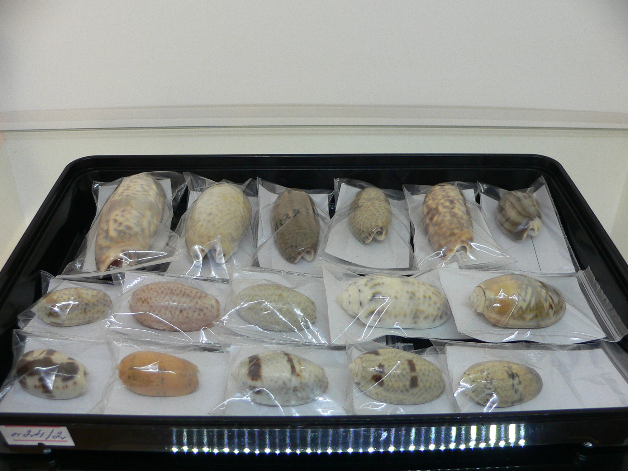 Oliva (Acutoliva) australis 4