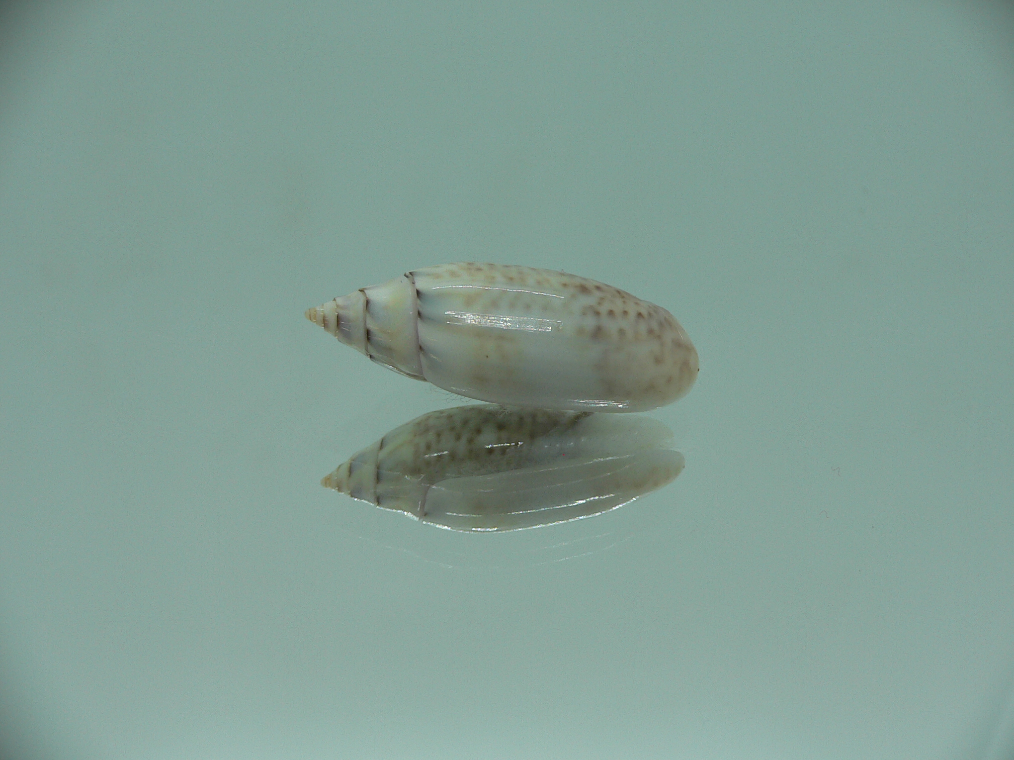 Oliva (Acutoliva) australis 4