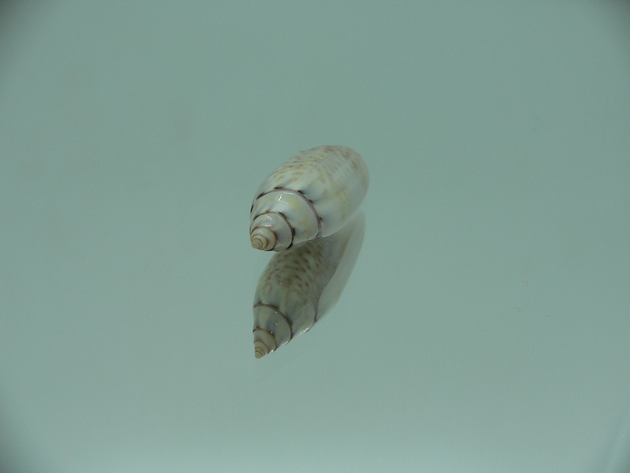 Oliva (Acutoliva) australis 4